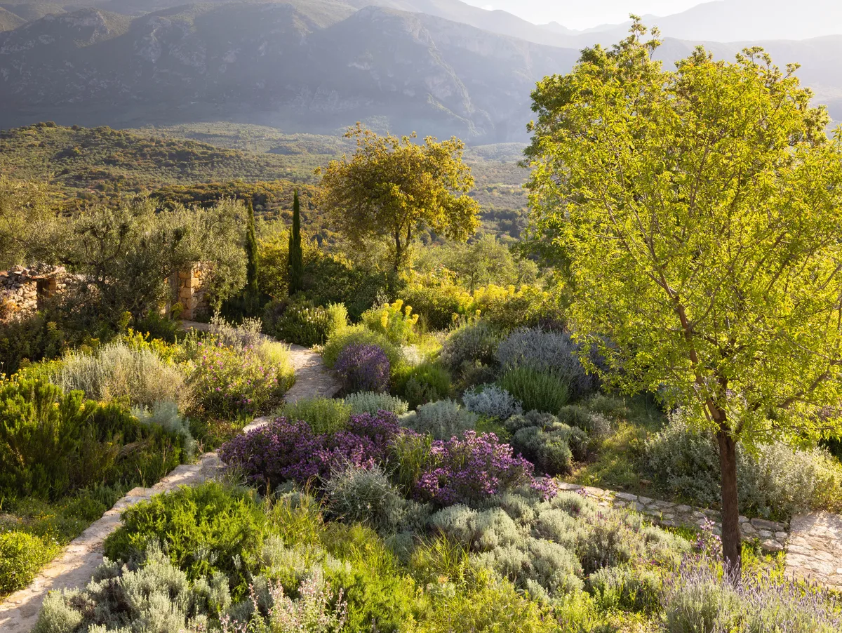 Ilias Holidays garden designed by Tania Compton, Greece. View across garden to mountains at Ilias Estate, Greece, designed by Tania Compton.