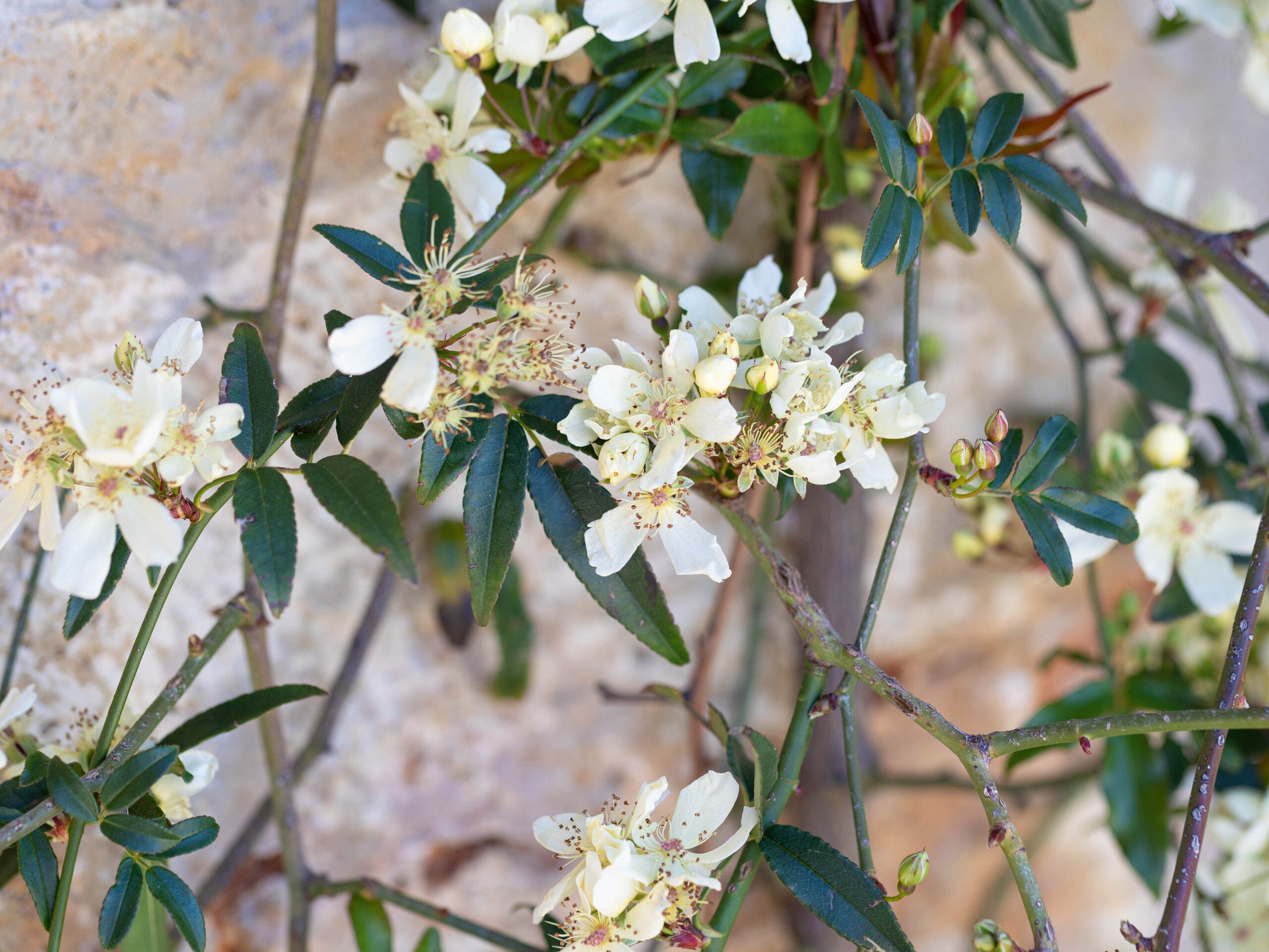 Rosa banksiae var. normalis 