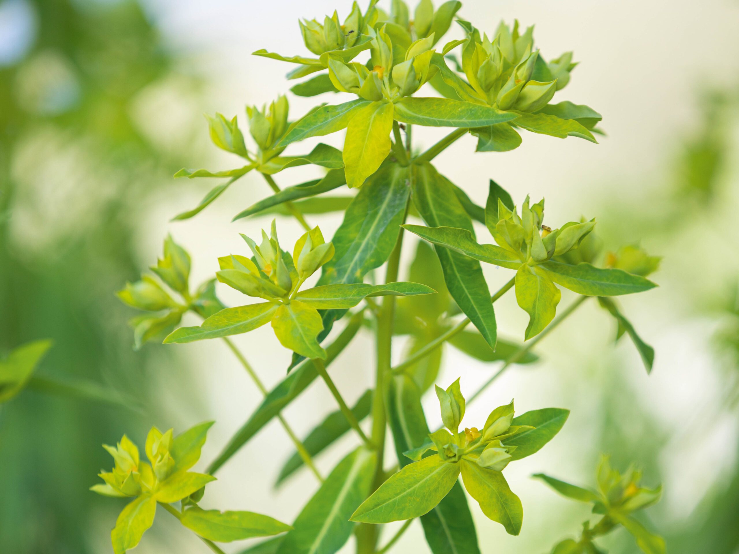Euphorbia ceratocarpa 