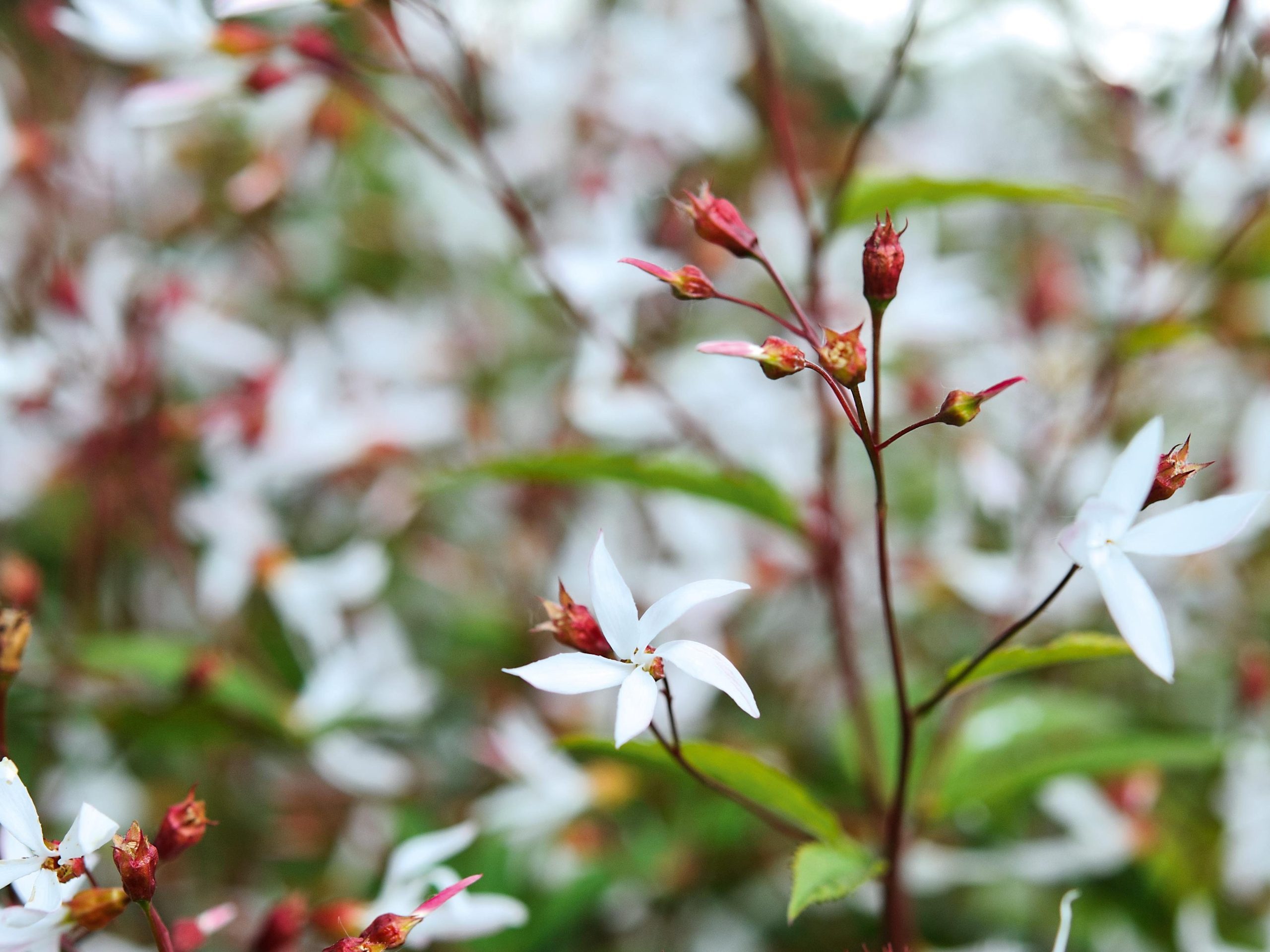 Gillenia trifoliata