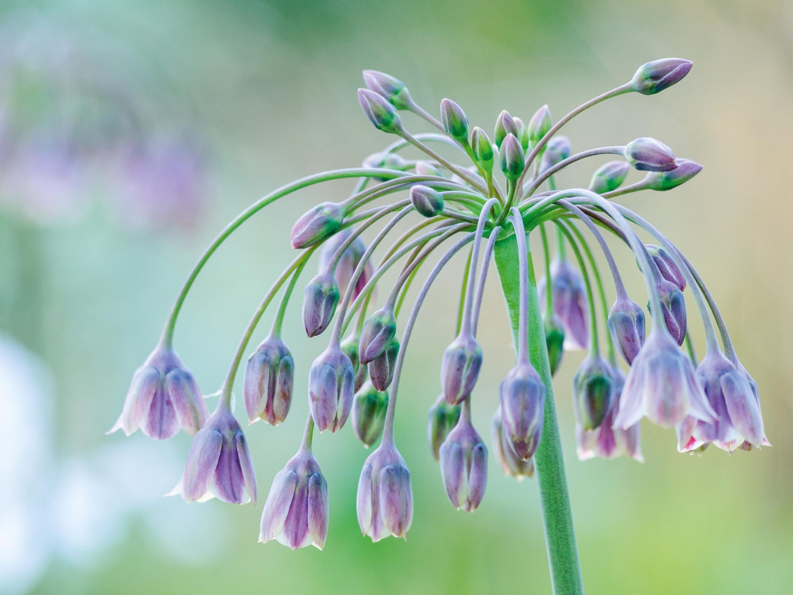 Nectarascordum siculum