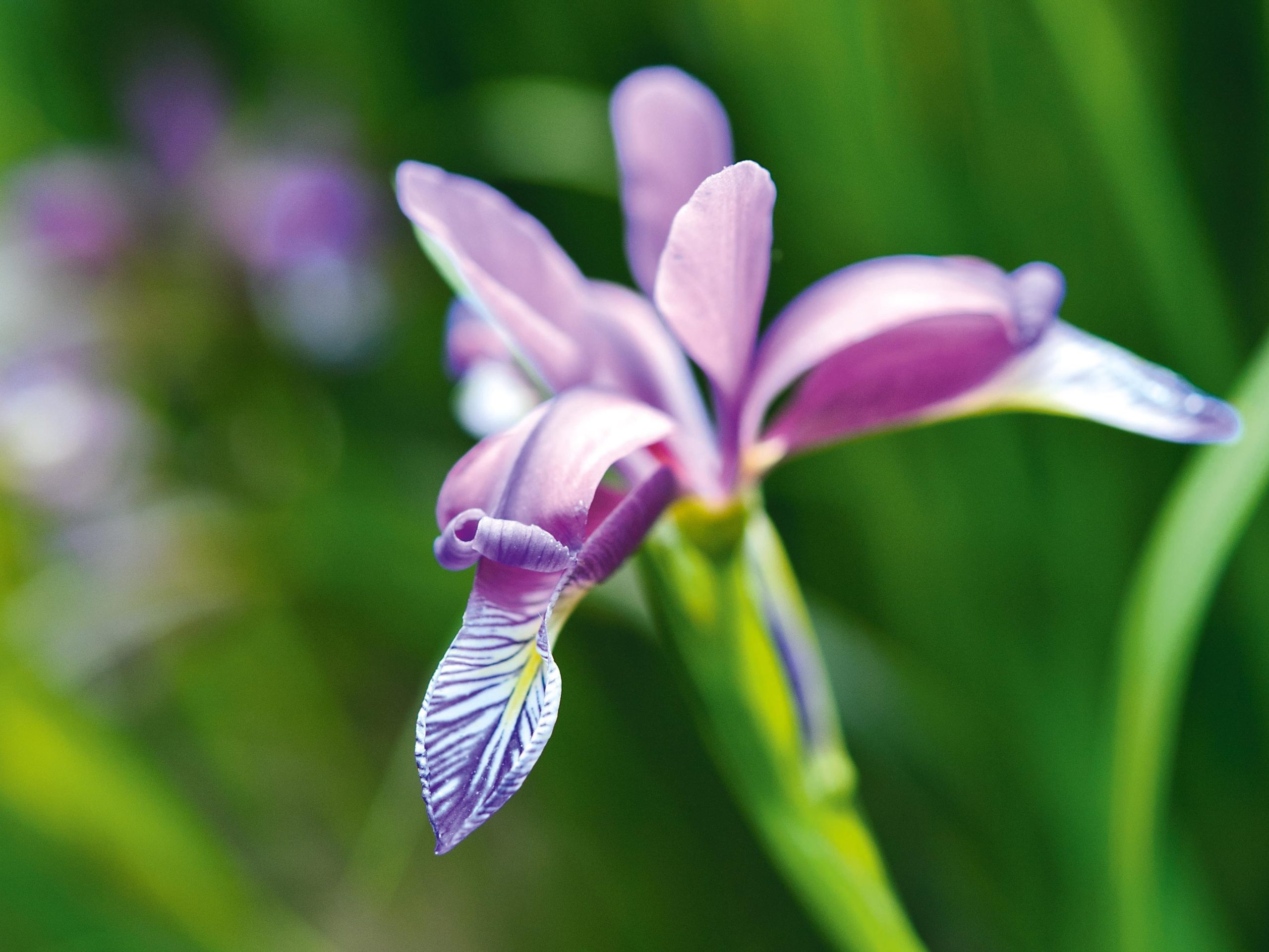 Iris graminea var. pseudocyperus
