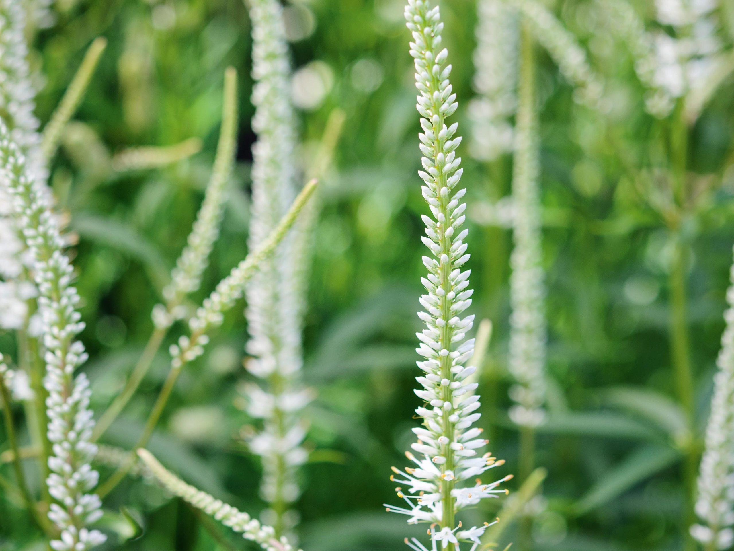 Veronicastrum viginicum 'Album'