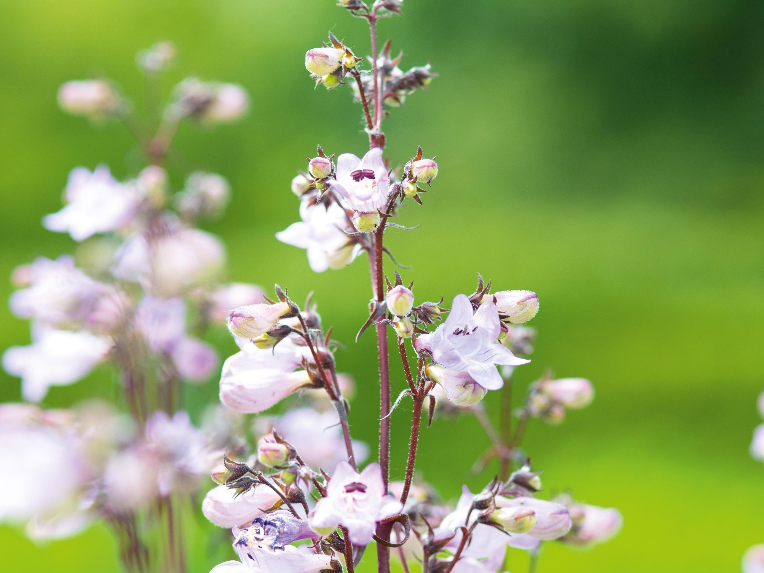 Penstemon digitalis ‘Joke’