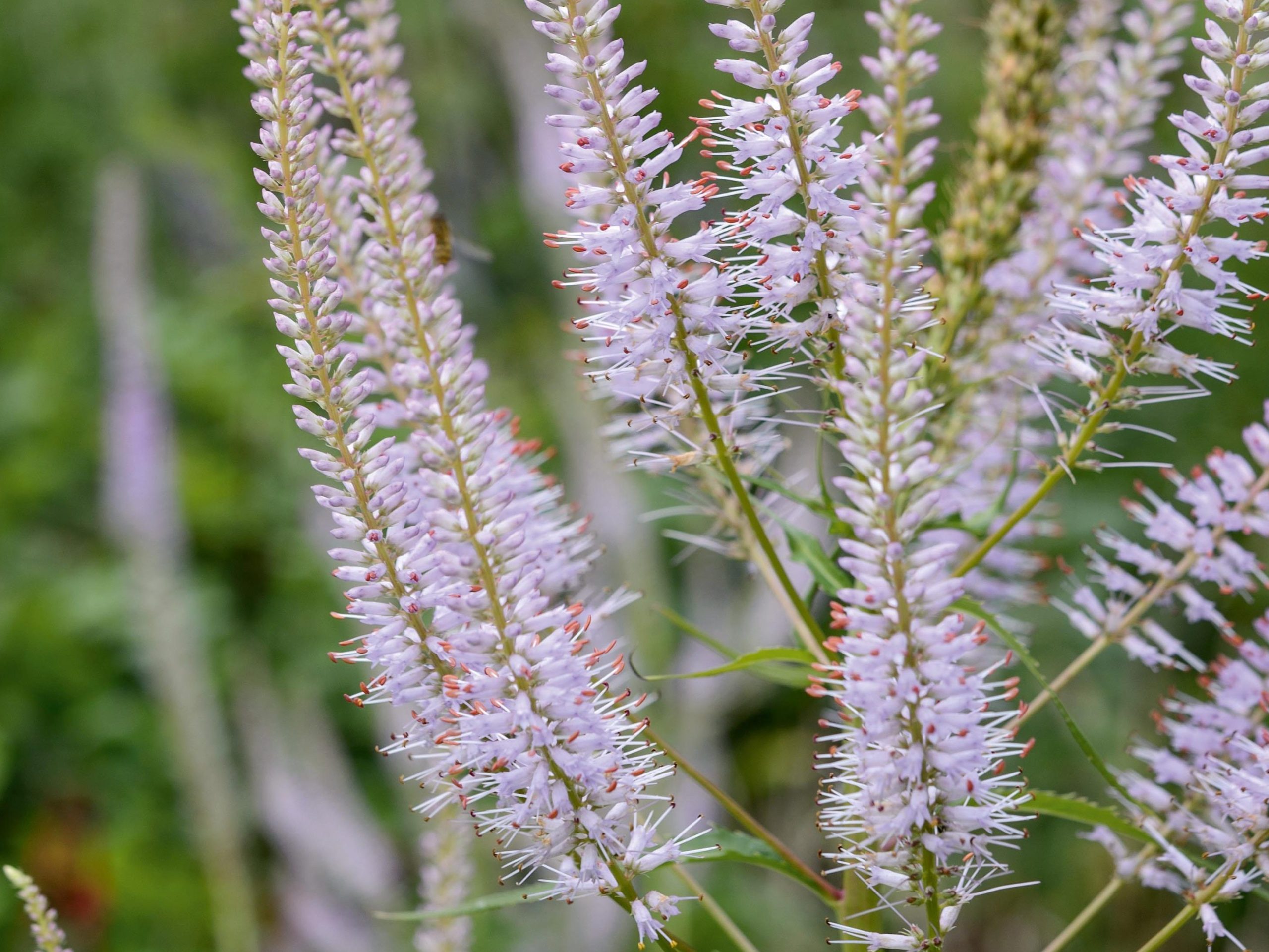 Veronicastrum virginicum 'Lavendelturm'