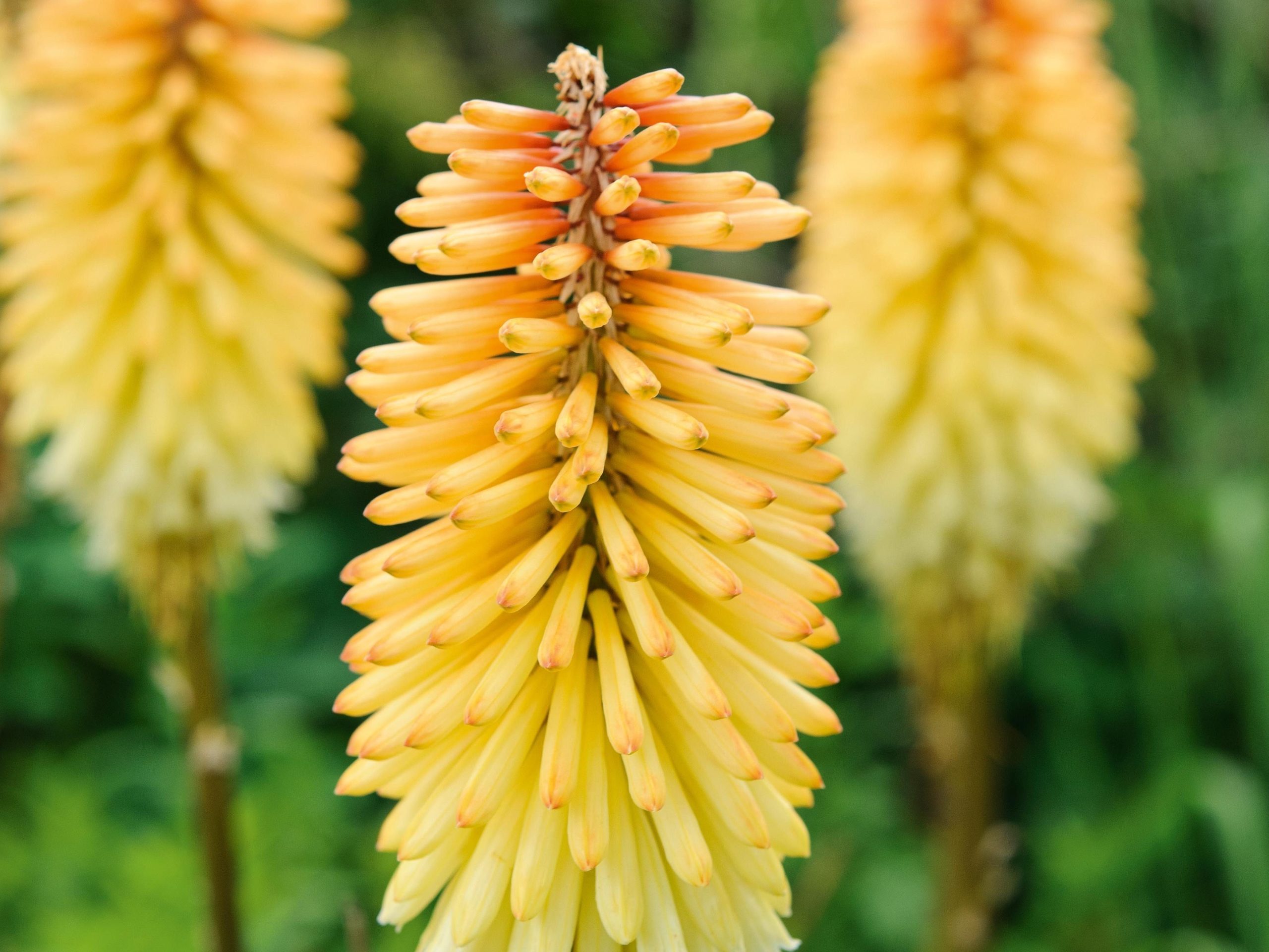 Kniphofia 'Tawny King'