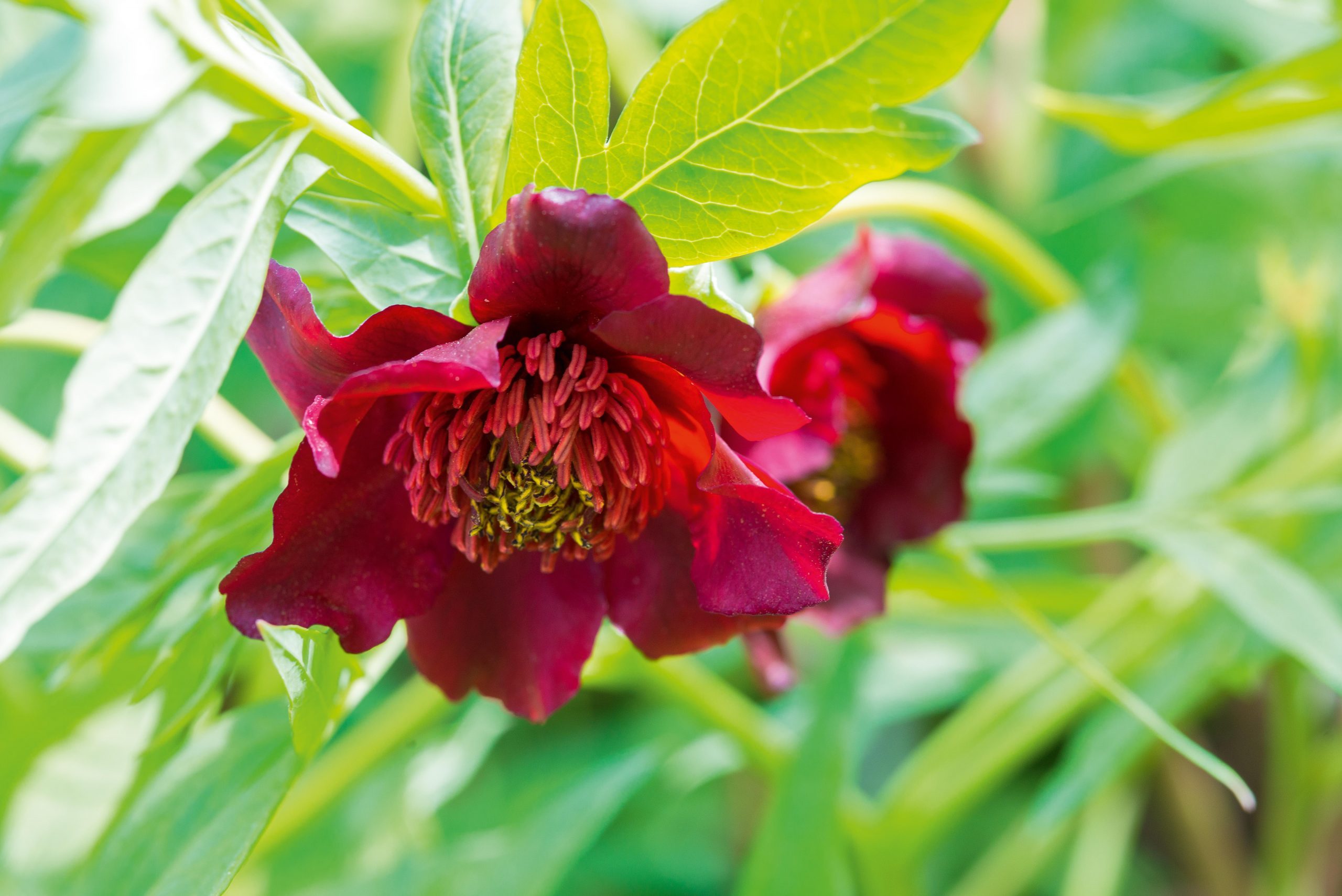 Paeonia delavayi
