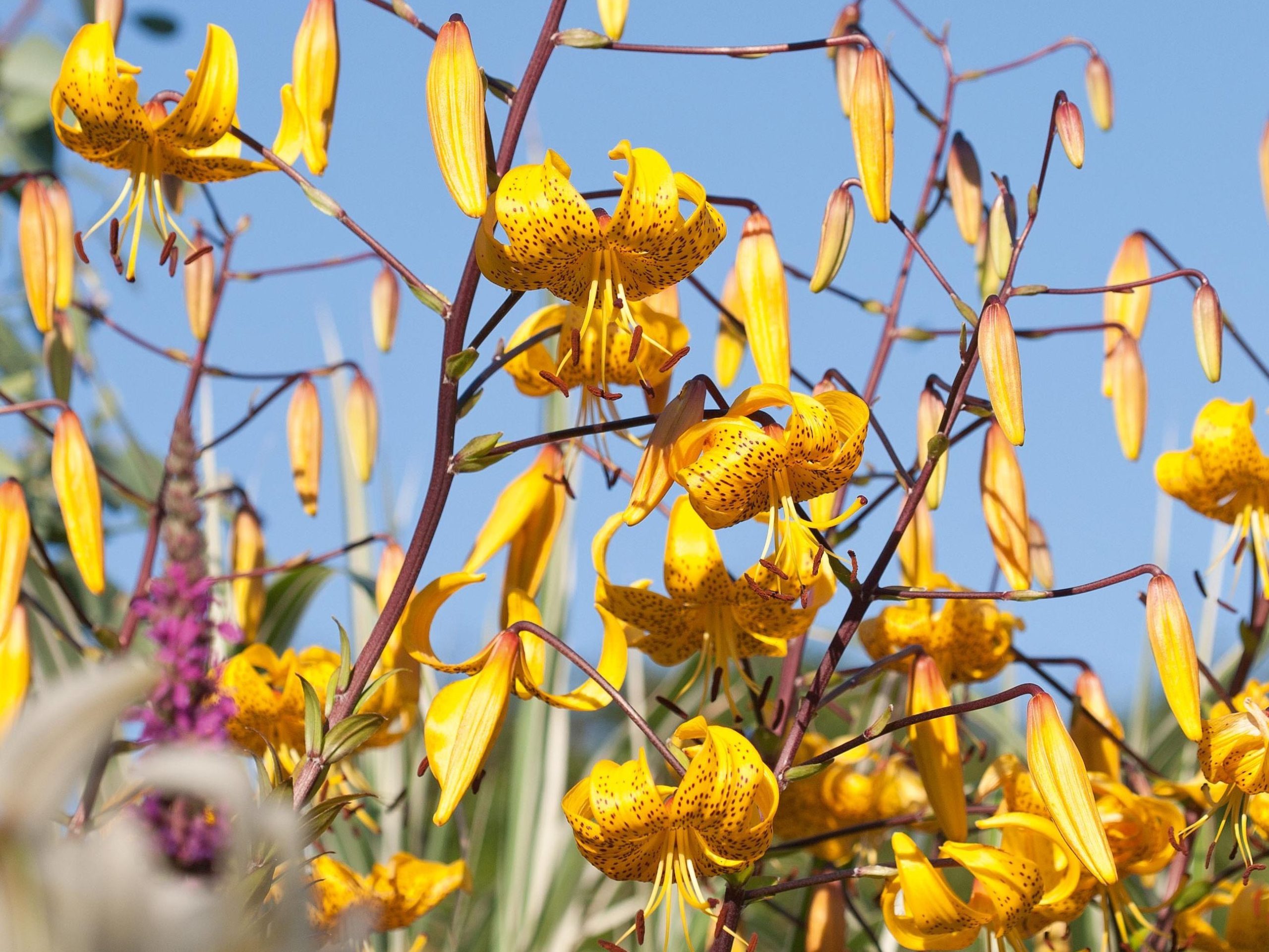 Lilium leichtlinii