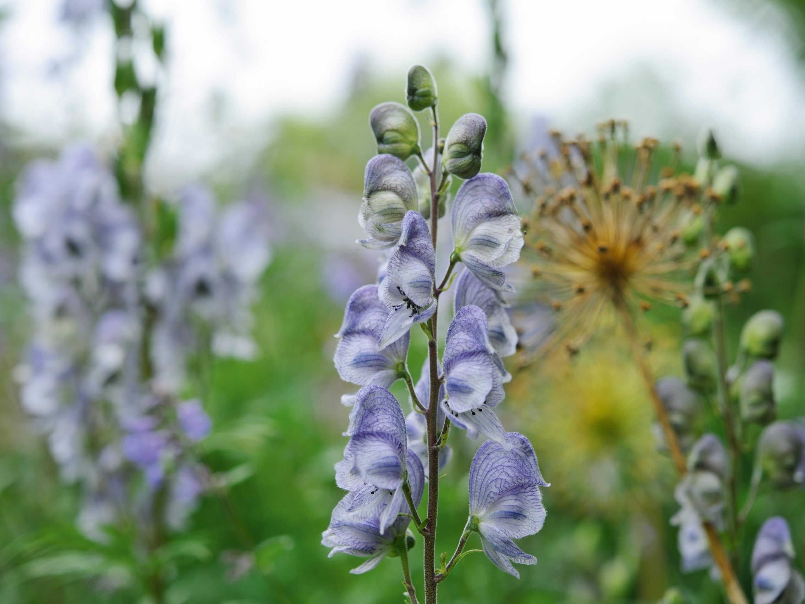 Aconitum 'stainless steel'