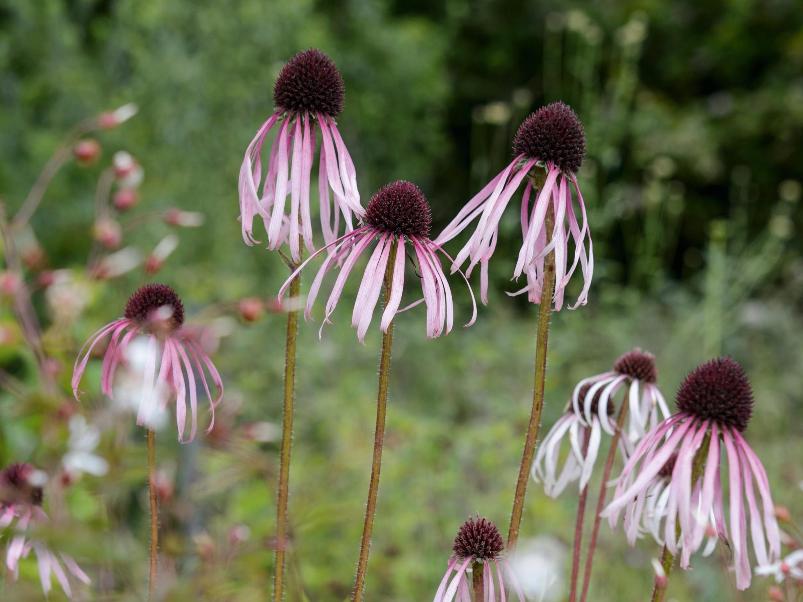 Echinacea pallida