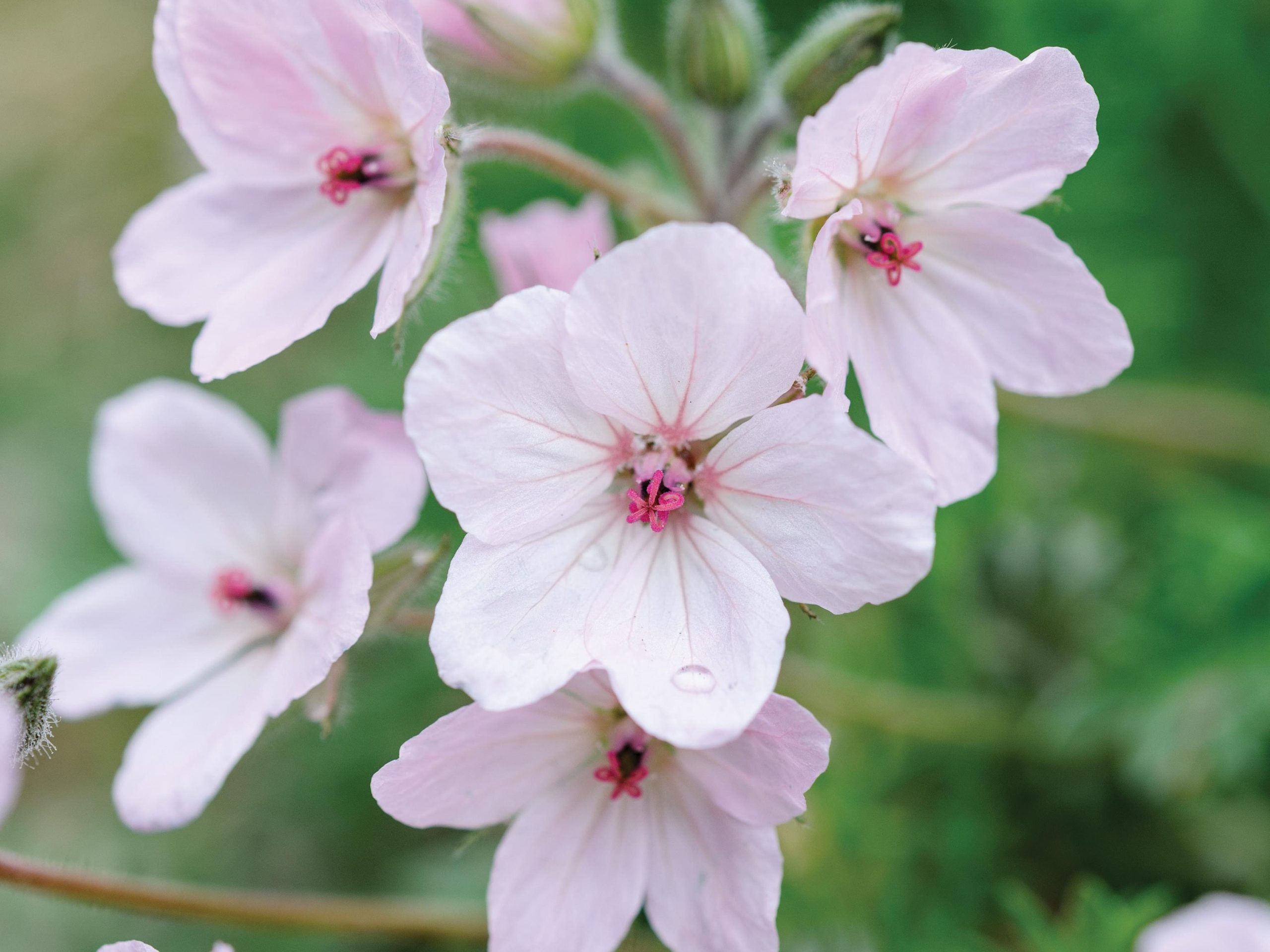 Erodium ‘Special Rose’
