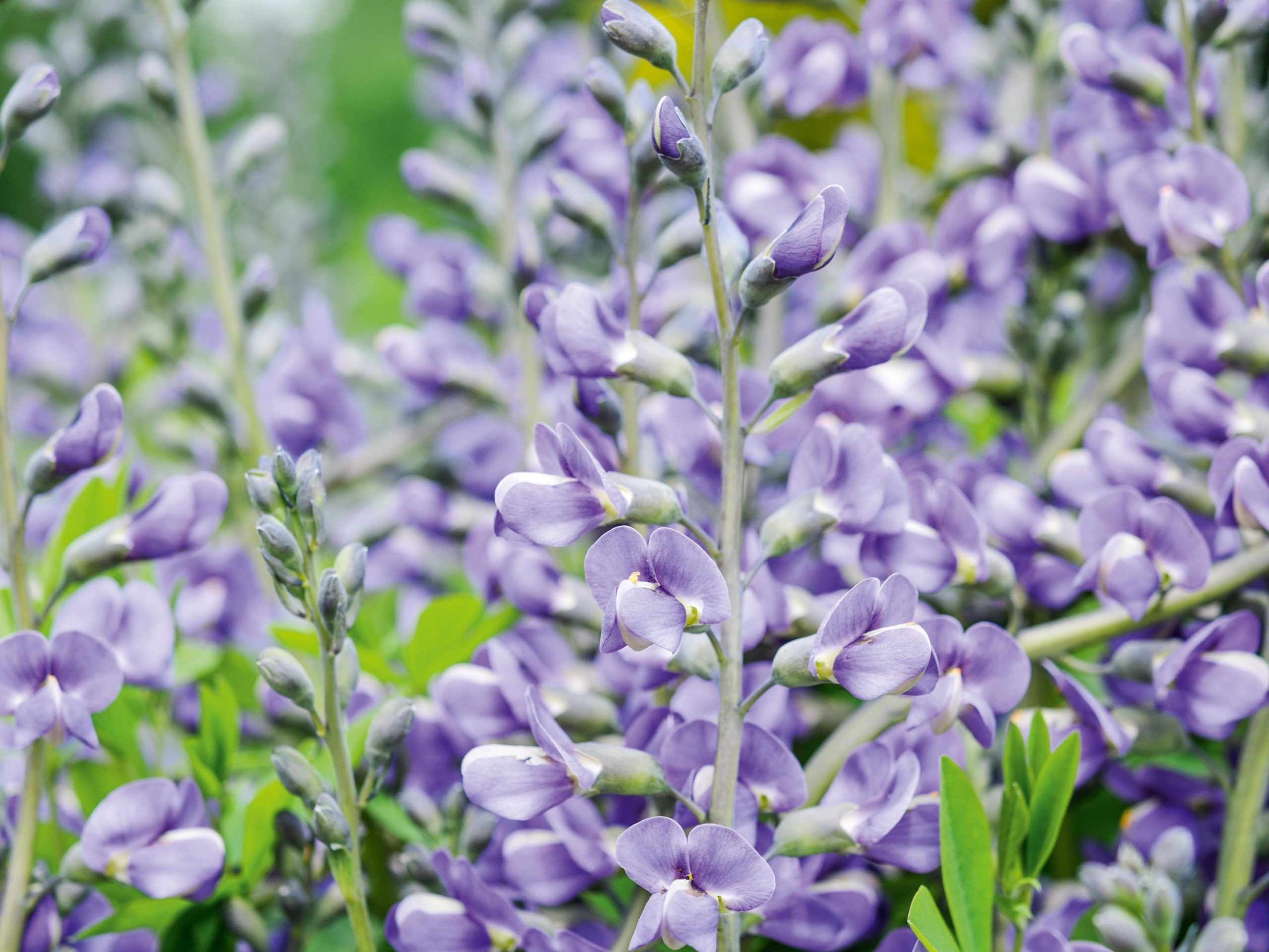 Baptisia 'Purple Smoke'
