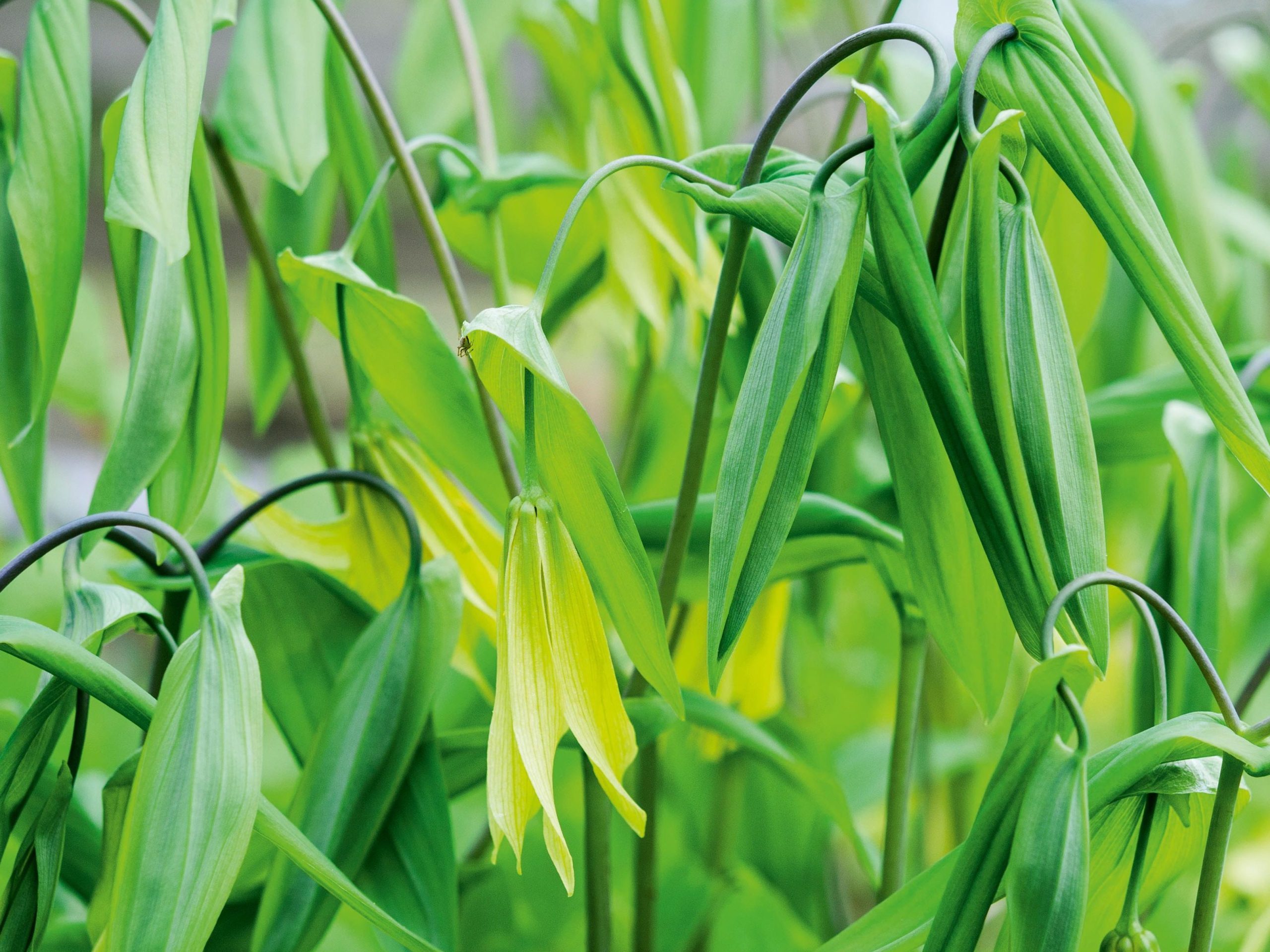 Uvularia grandiflora var. pallida.