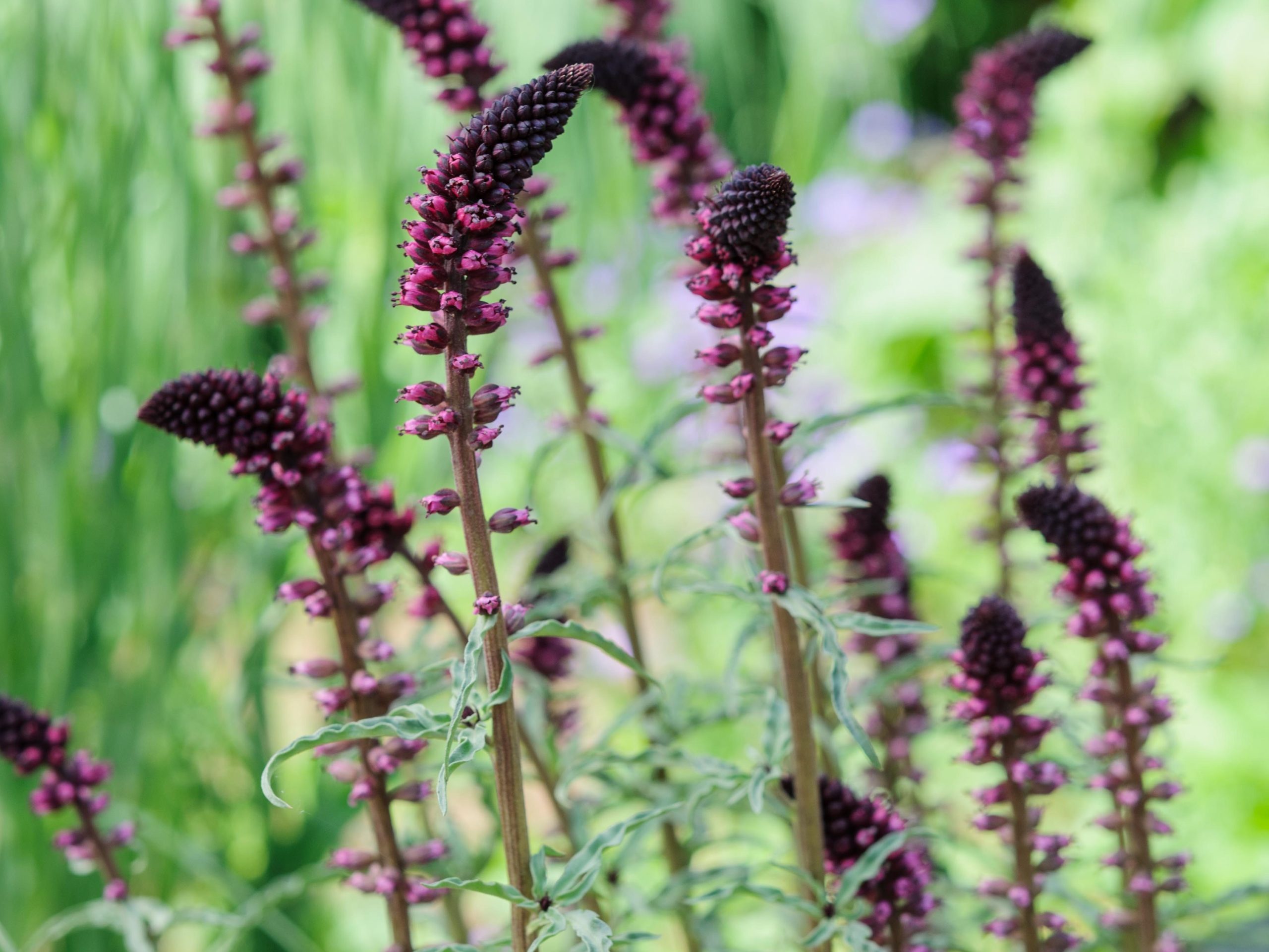 Lysimachia atropurpurea