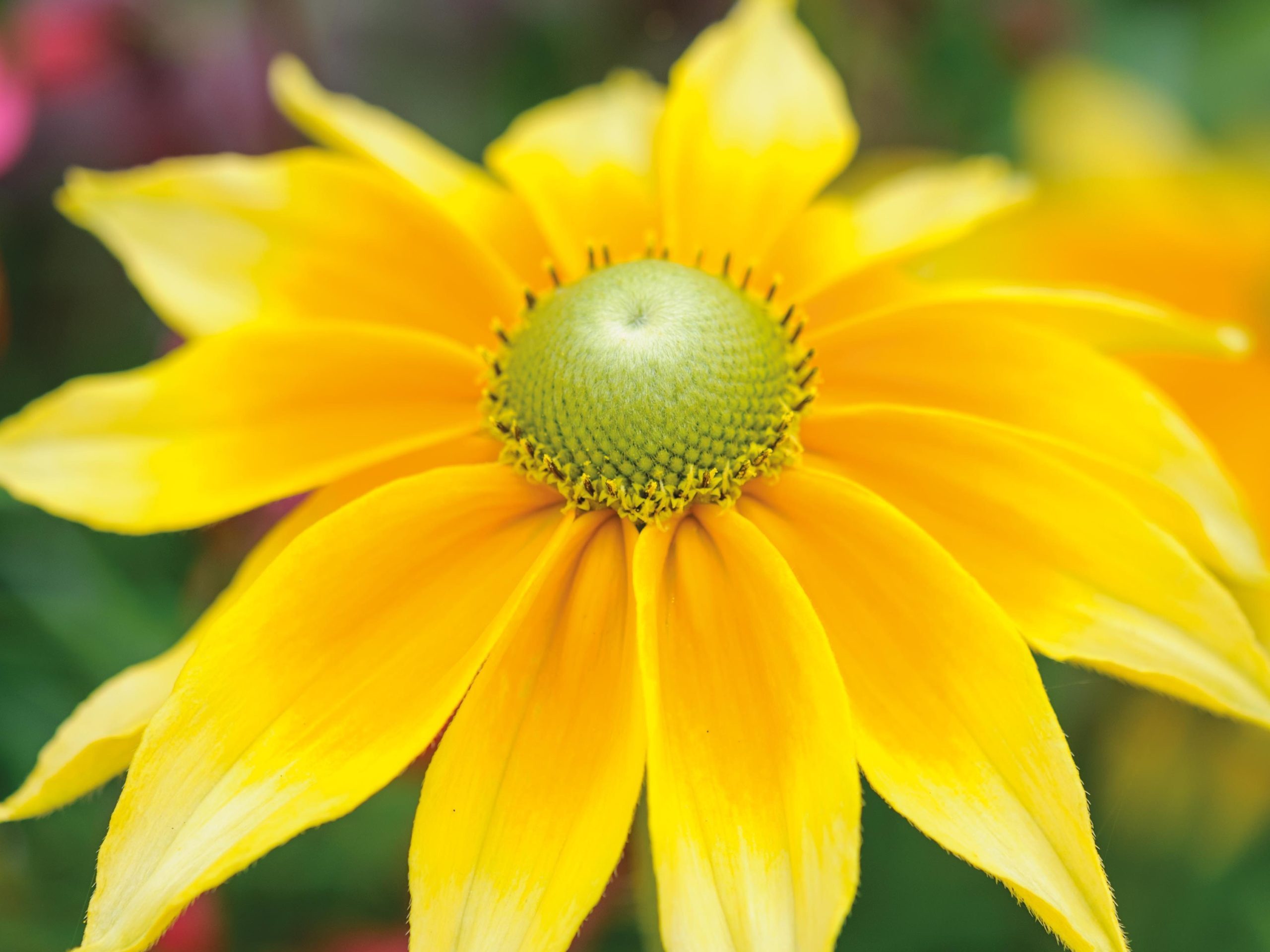 Rudbeckia hirta 'Prairie Sun'