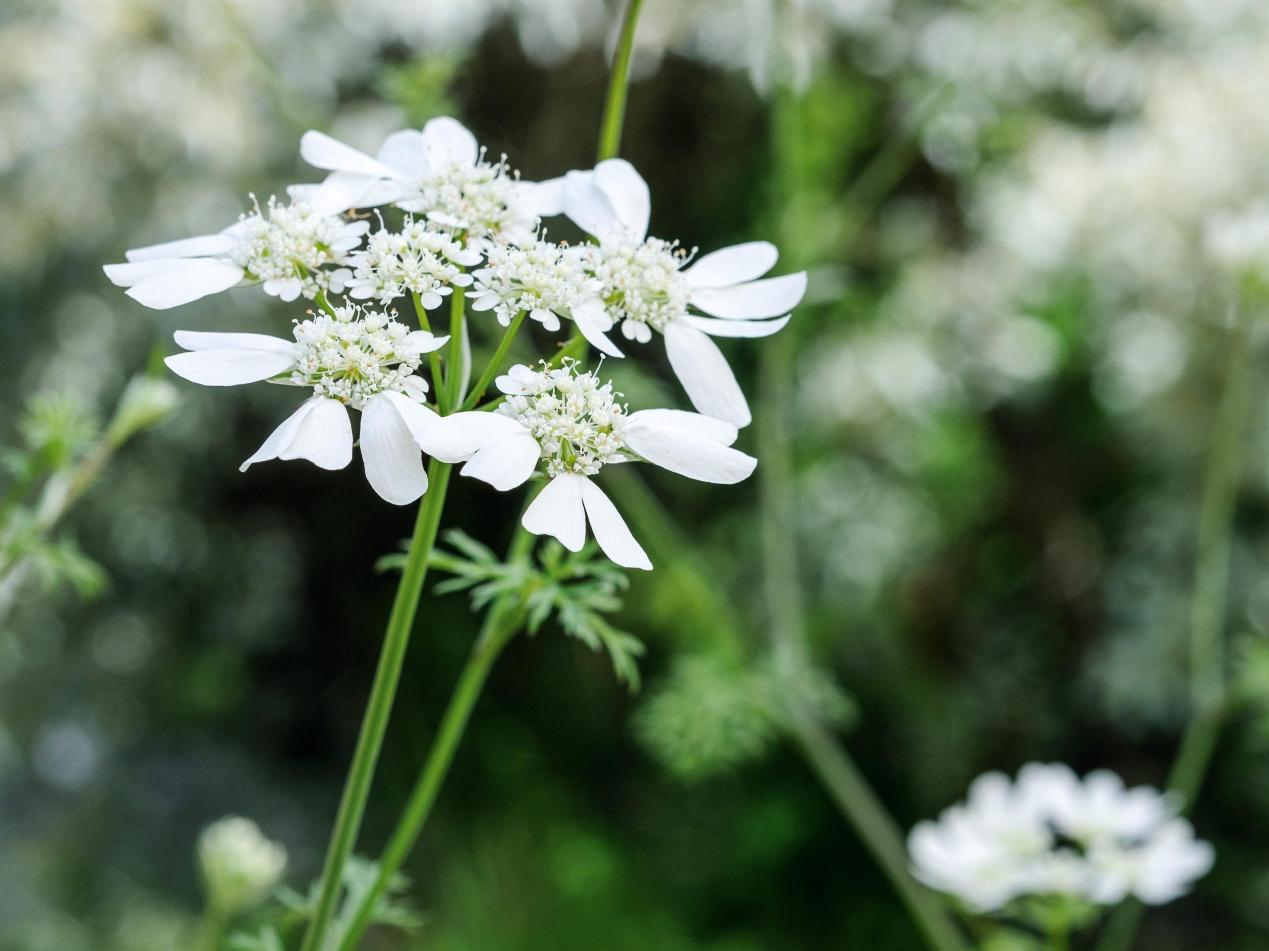 Orlaya grandiflora (White lace flower)