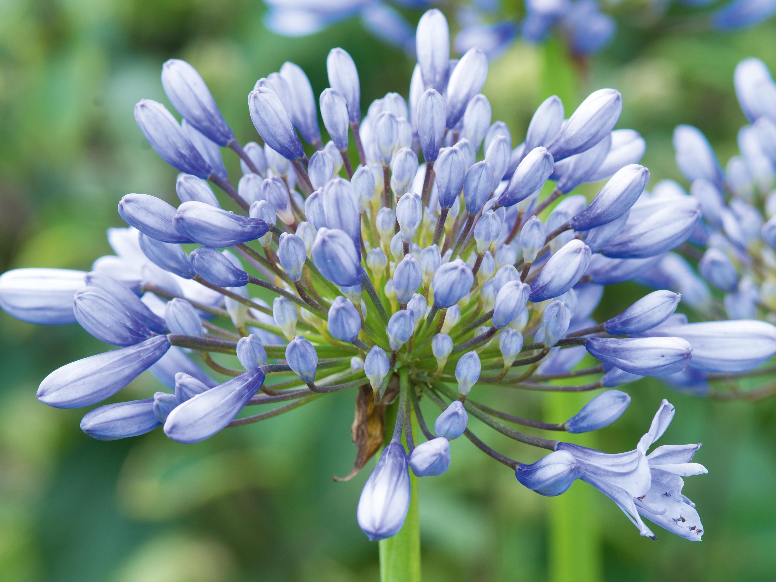 Agapanthus ‘Rotterdam’