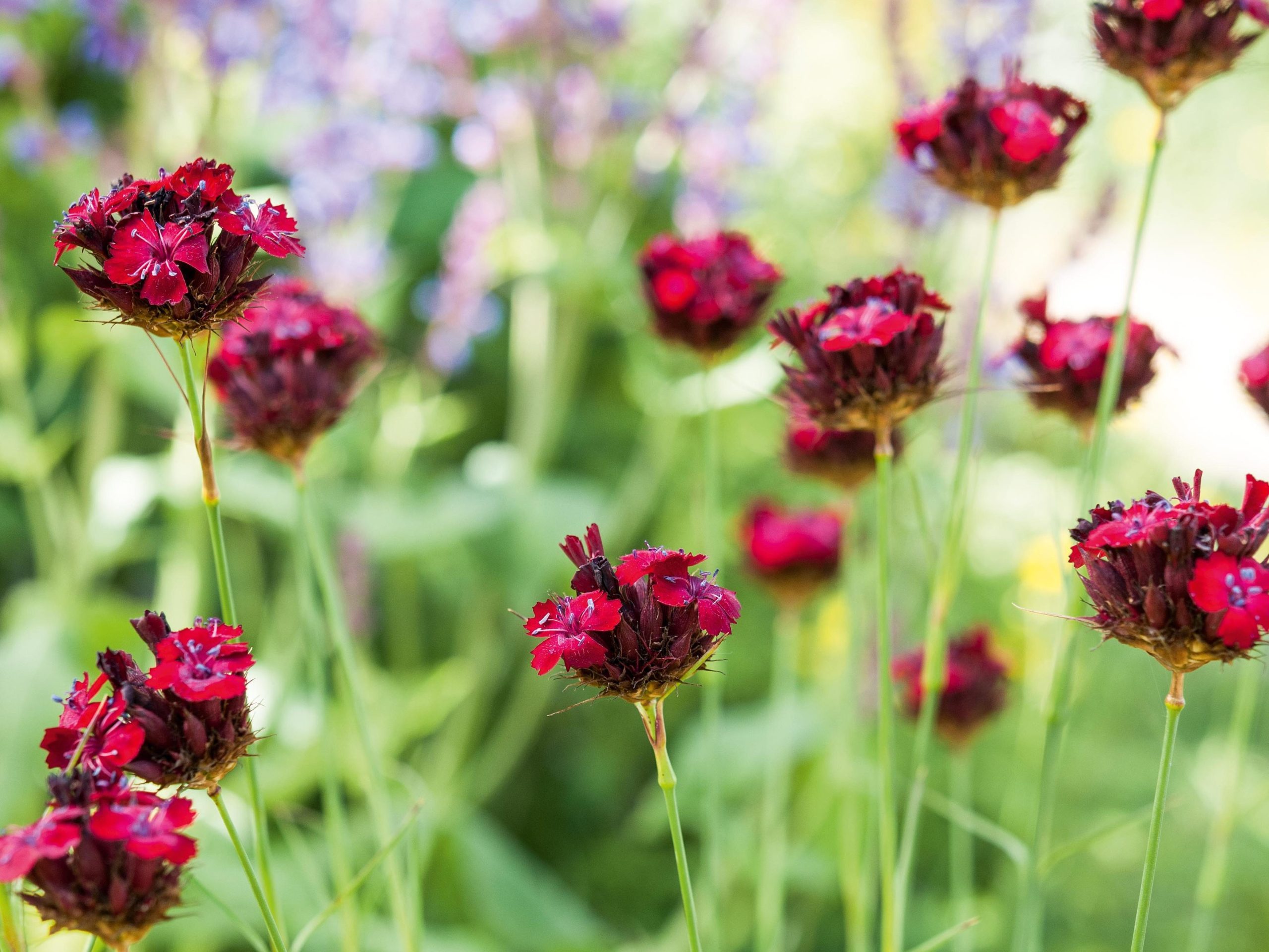 Dianthus cruentus