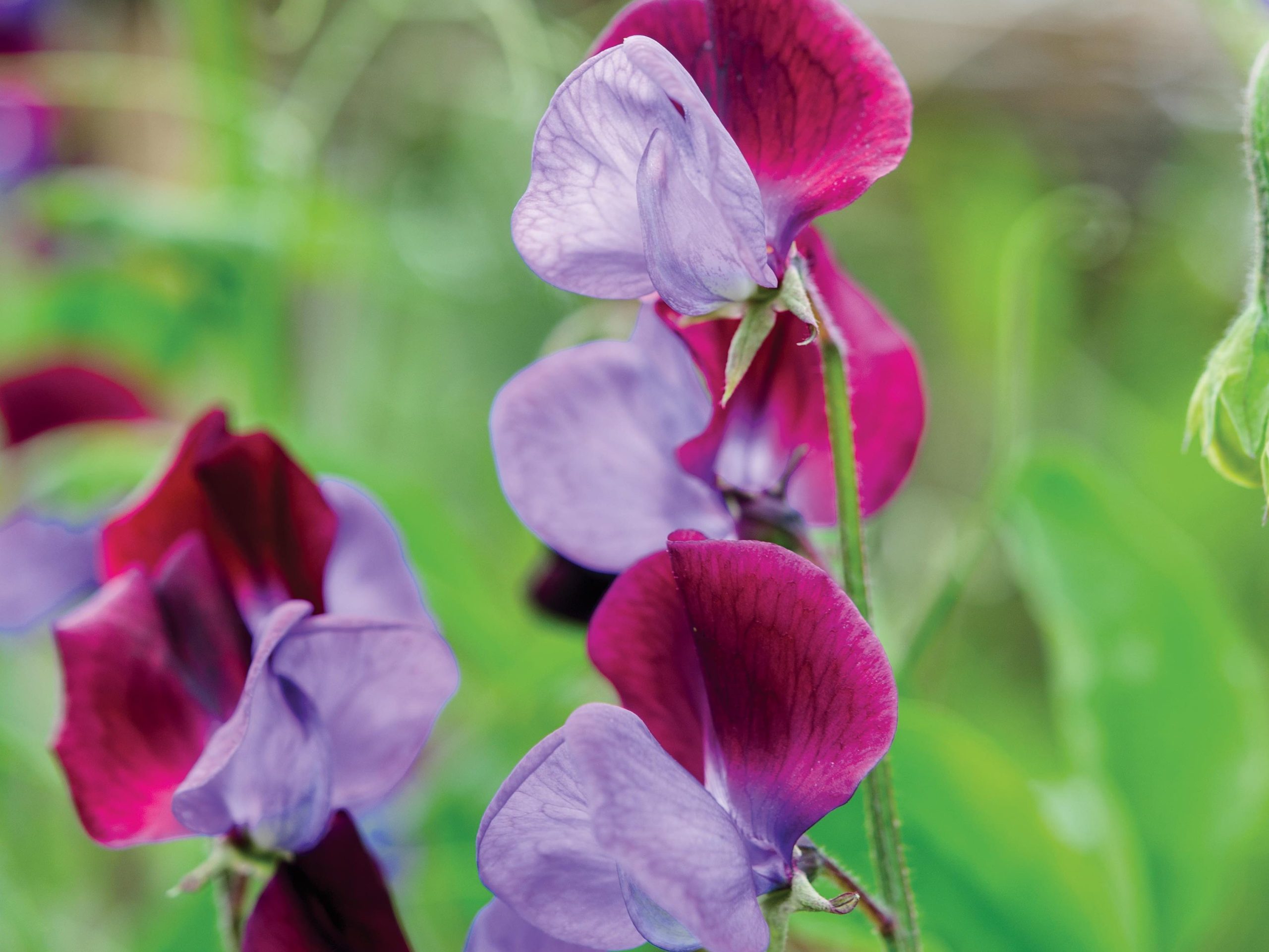 Lathyrus odoratus Matucana