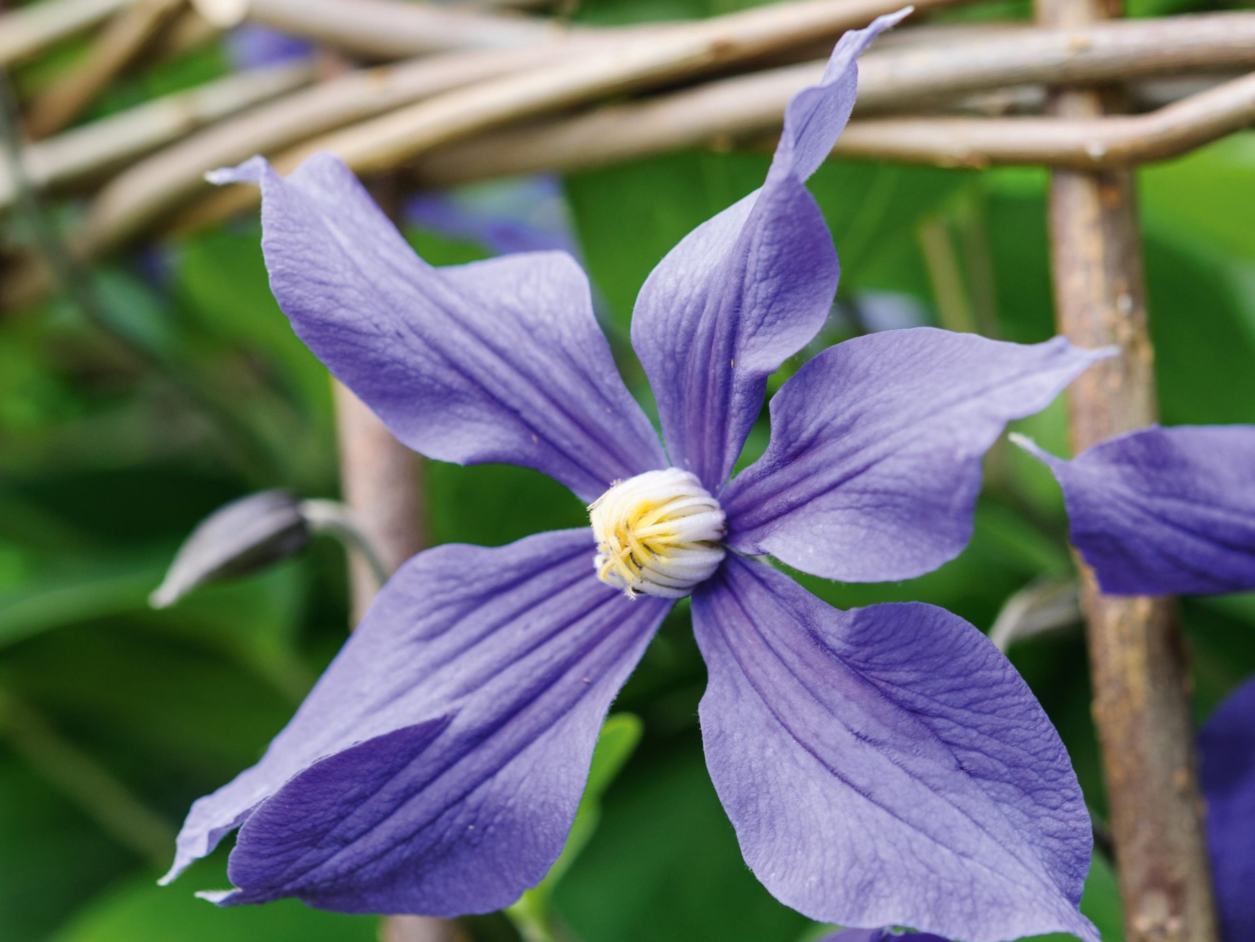 Clematis x durandii