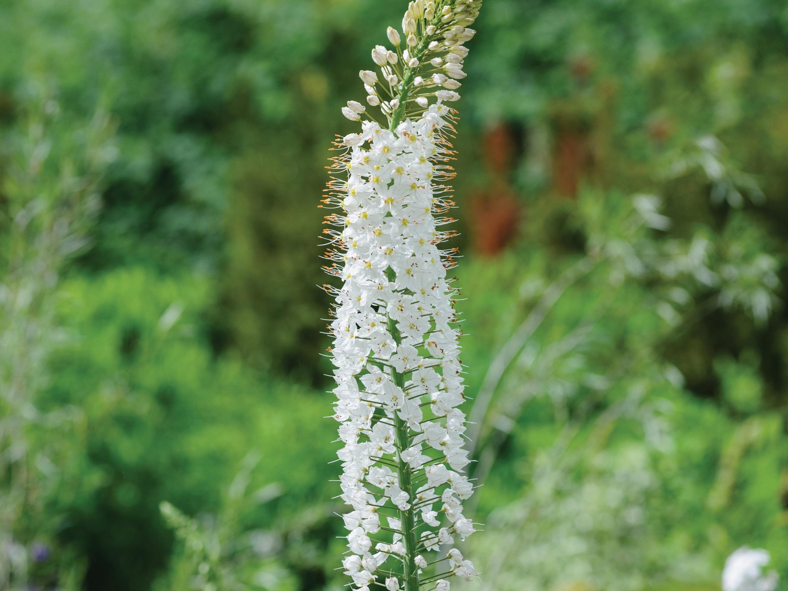 Eremurus 'Joanna'