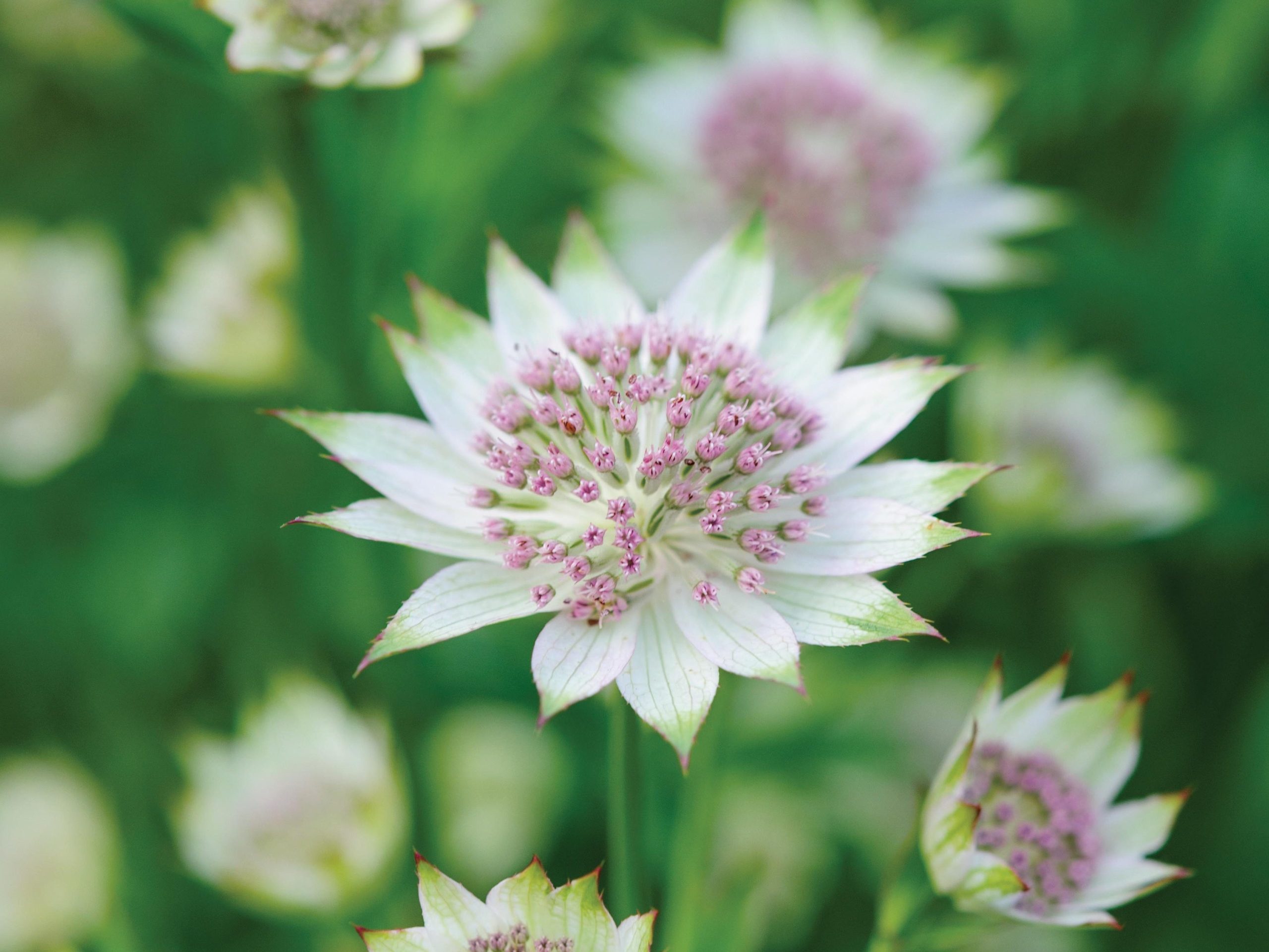 Astrantia Buckland