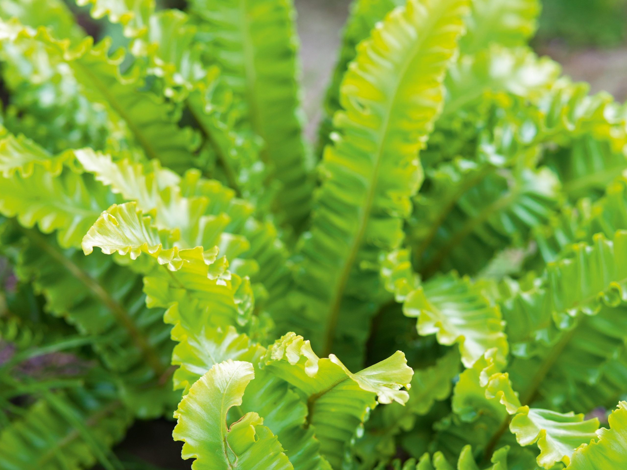 Asplenium scolopendrium ‘Crispum Bolton’s Nobile’