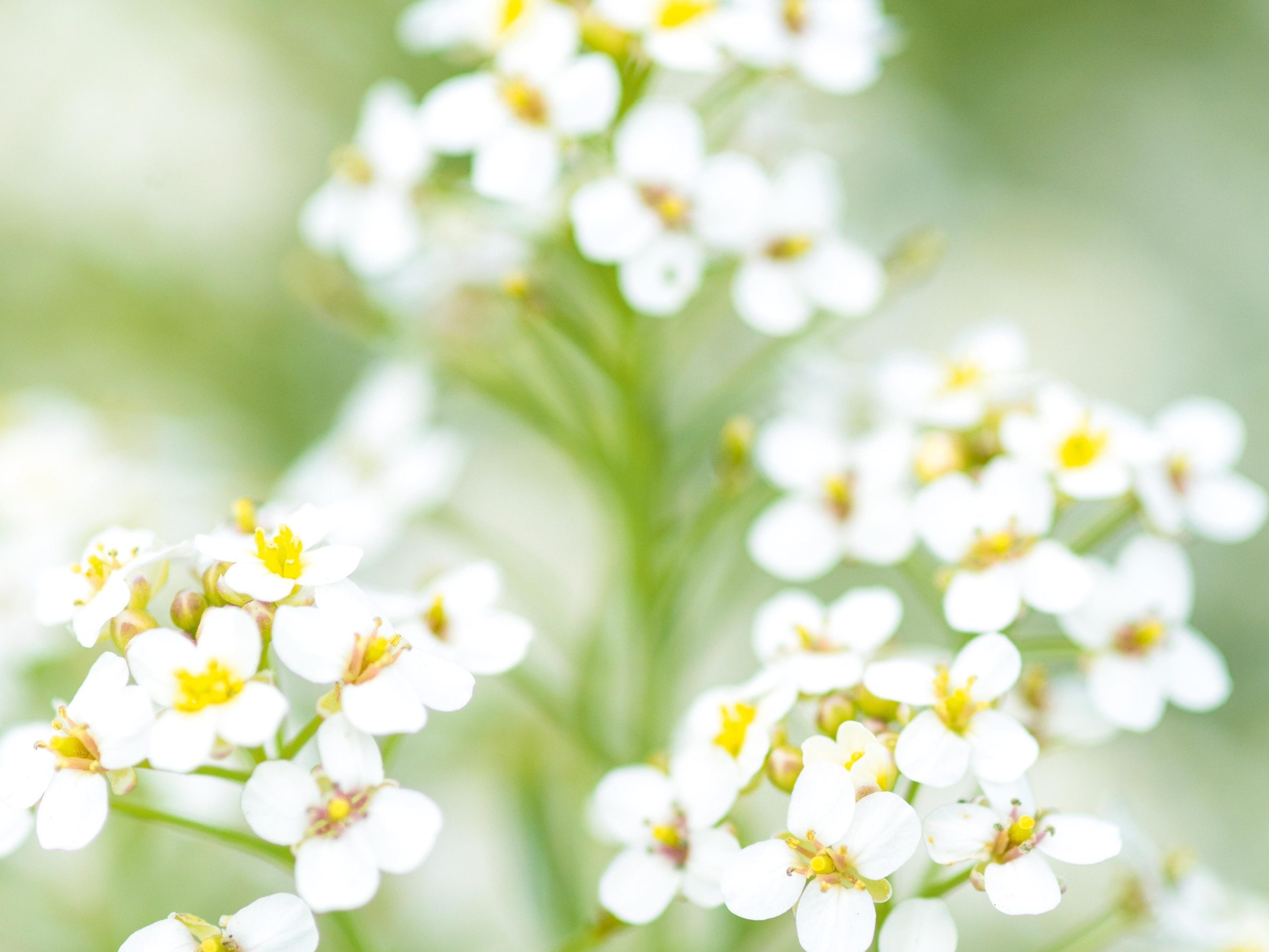 Crambe grandiflora
