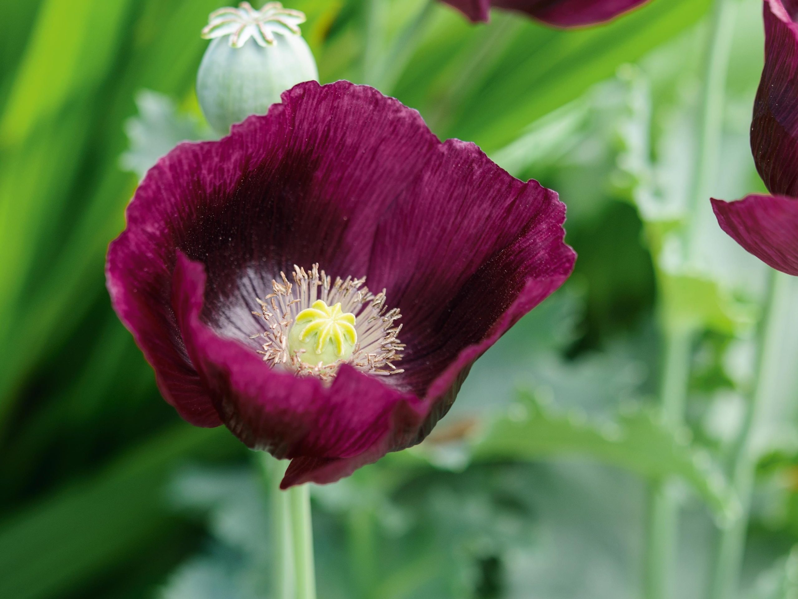Papaver somniferum Lauren's Grape