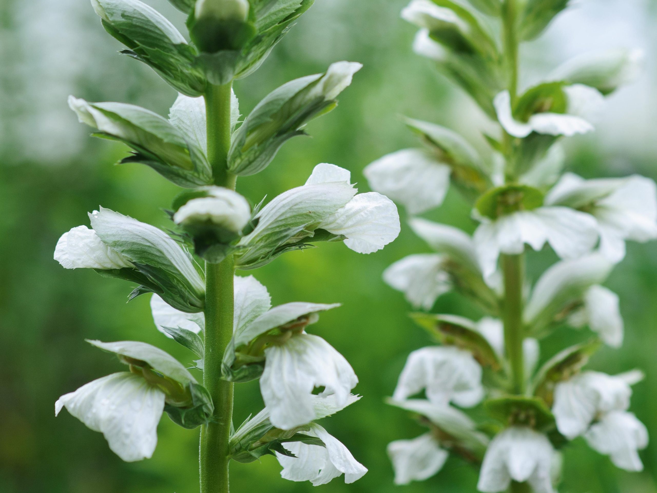 Acanthus mollis 'Rue Ledan'