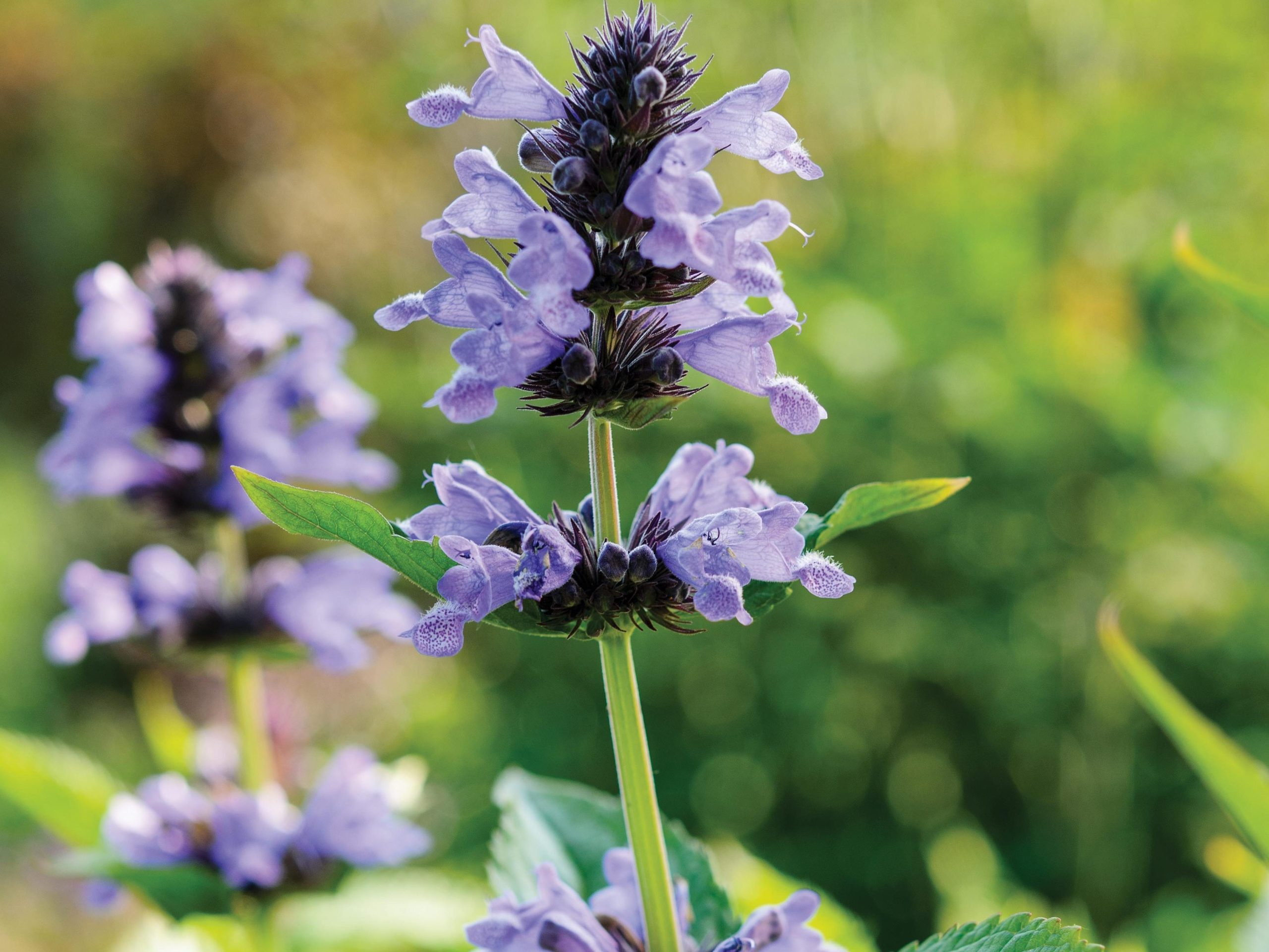 Nepeta kubanica