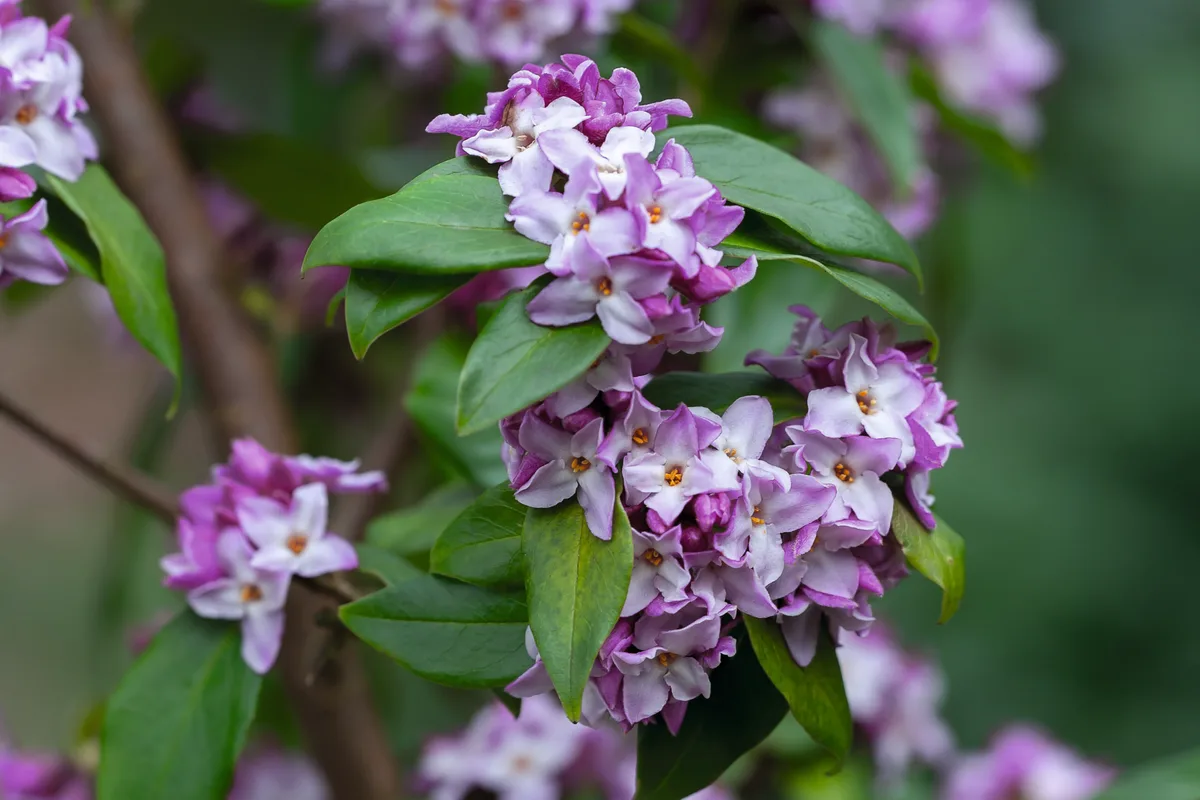 Daphne bolua 'Peter Smithers' Daphne bolua 'Peter Smithers'