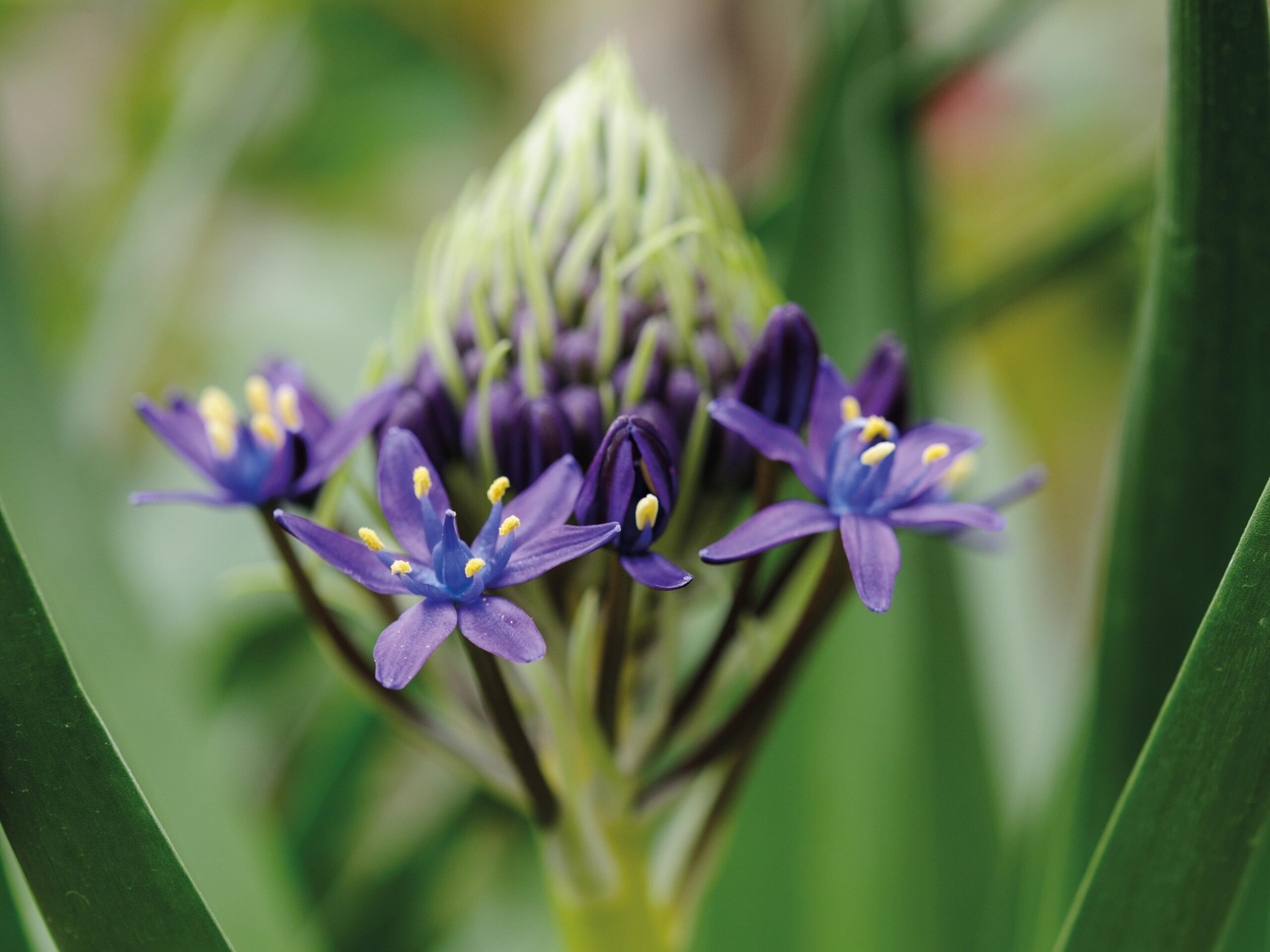 Scilla peruviana
