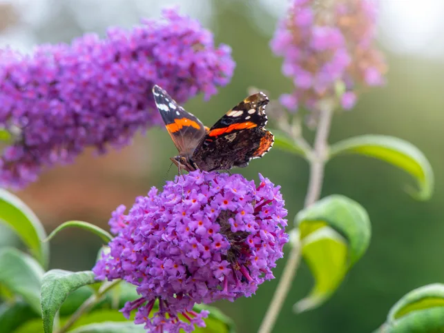 Close-up image of a Red Admiral butterfly collecting pollen from a purple Buddleja, or Buddleia flower also known as the Butterfly bush Red Admiral butterfly