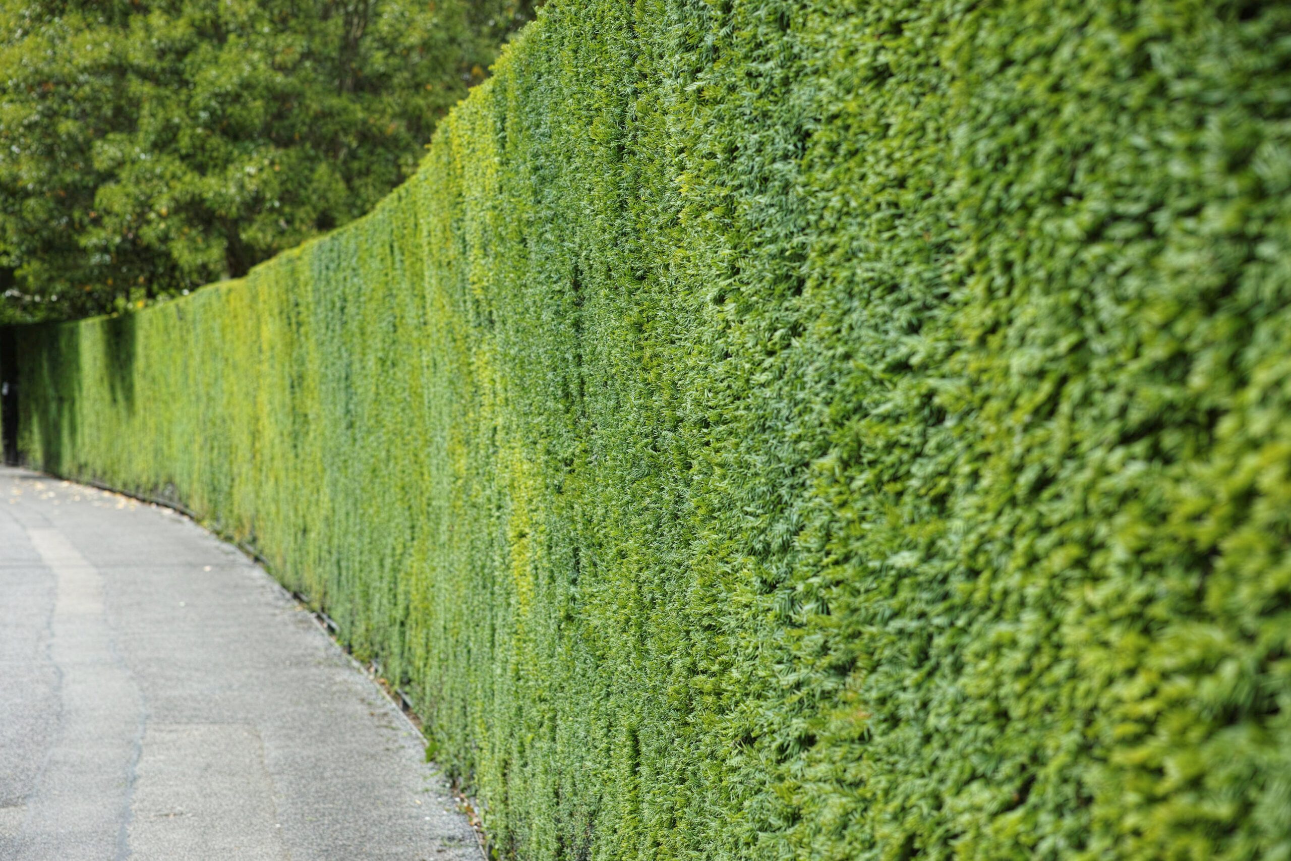 Taxus baccata  - yew hedge