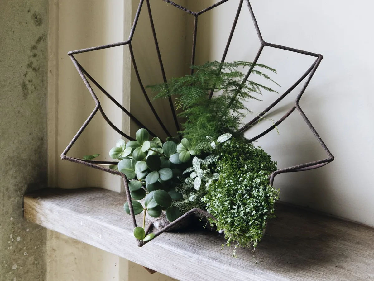 Houseplant display by Alison Jenkins Houseplant display by Alison Jenkins