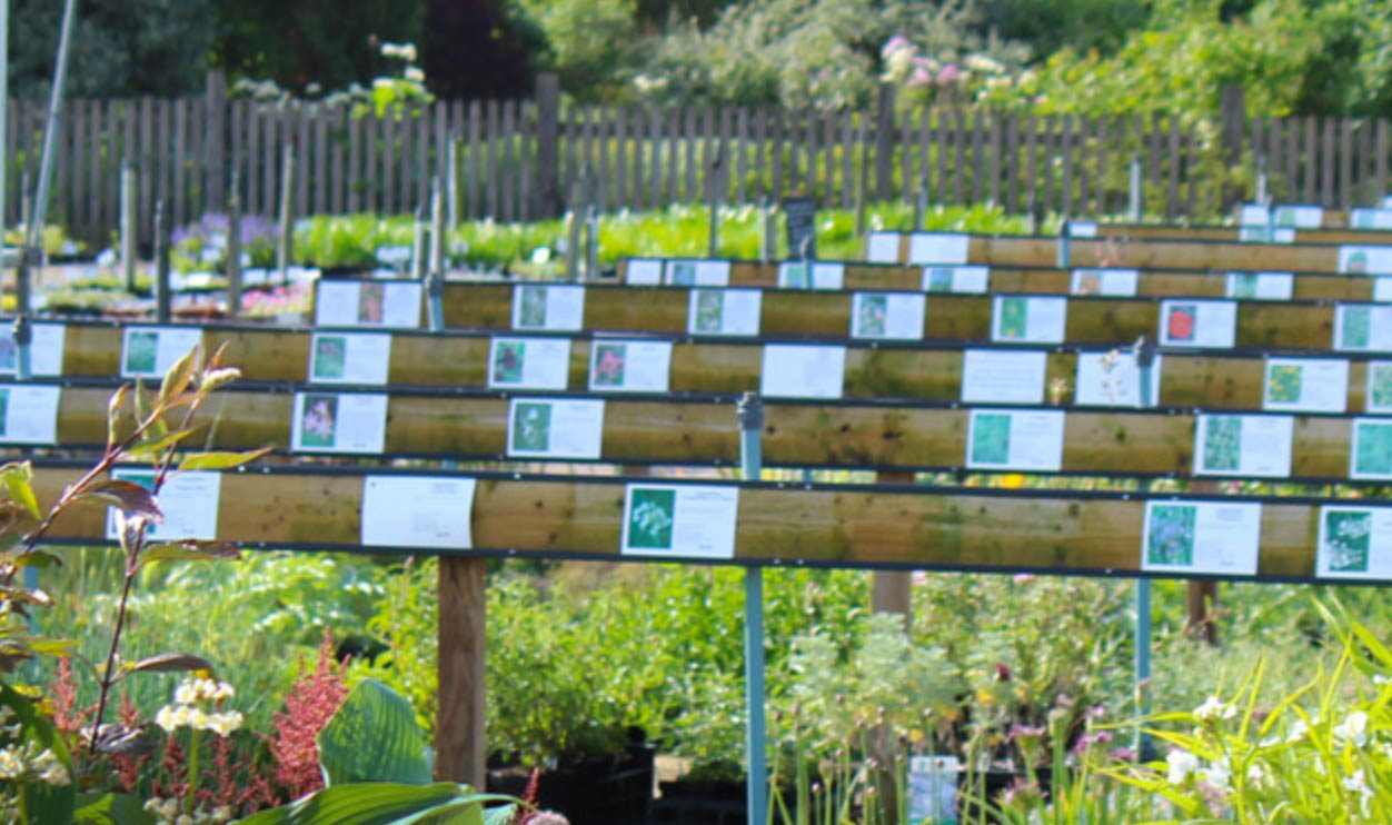 Beth Chatto nursery