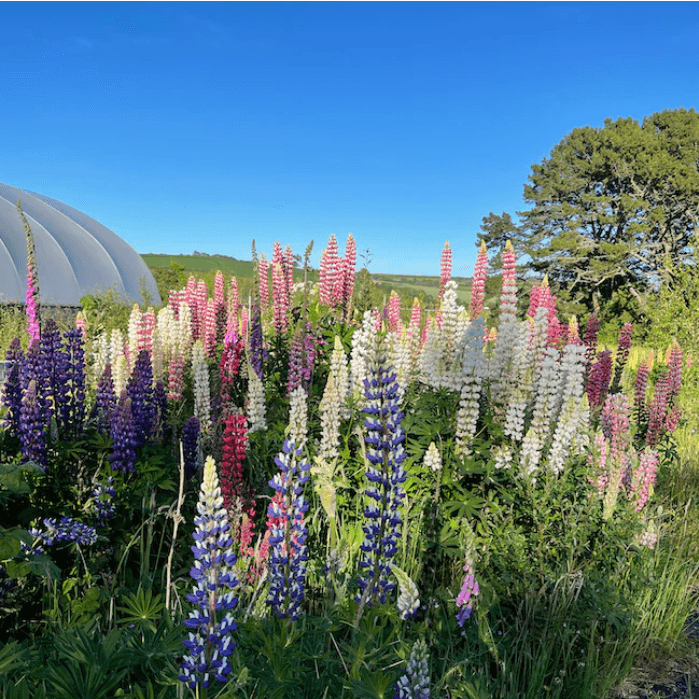 Calamazag Nursery