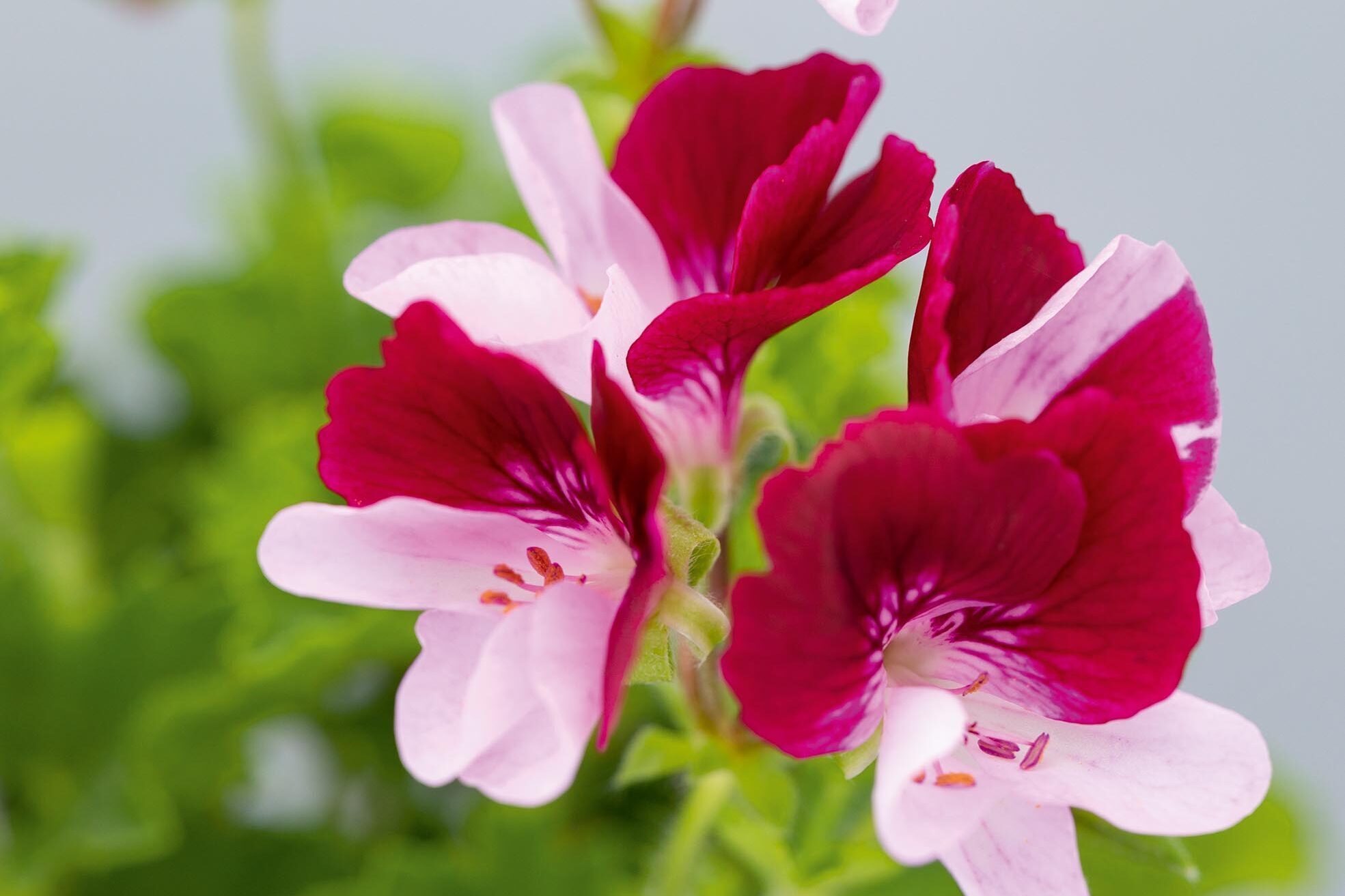 Pelargonium ‘Mole’