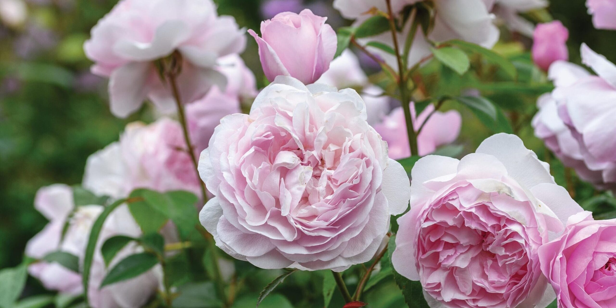 Rosa Olivia Rose Austin (= ‘Ausmixture’) A particularly healthy cultivar with large, very double, soft pink flowers. It repeat flowers very quickly and has a light fruity scent. Height and spread: 1.25m x 1m. RHS H6, USDA 5a-9b†.