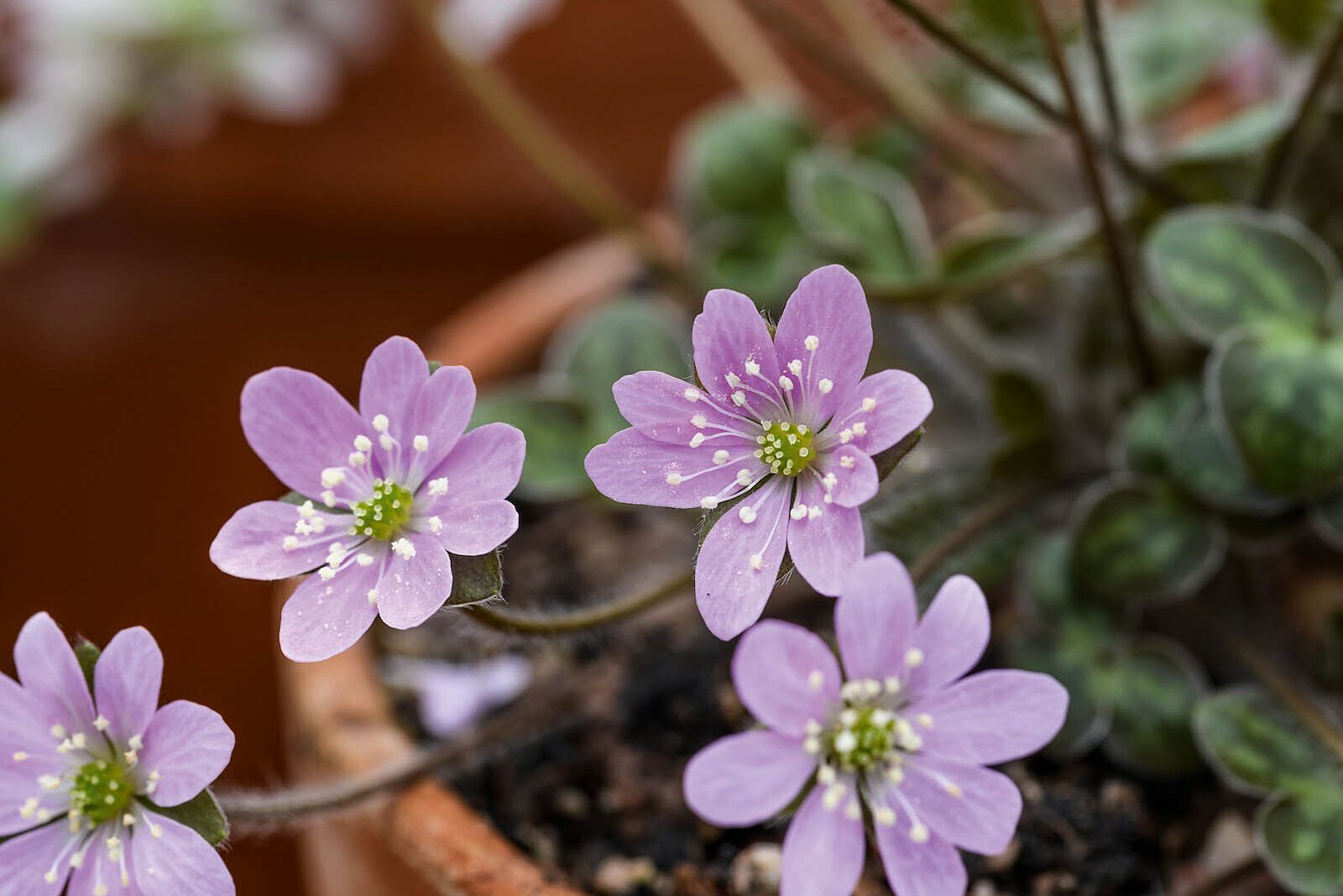 Hepatica insularis © Jason Ingram