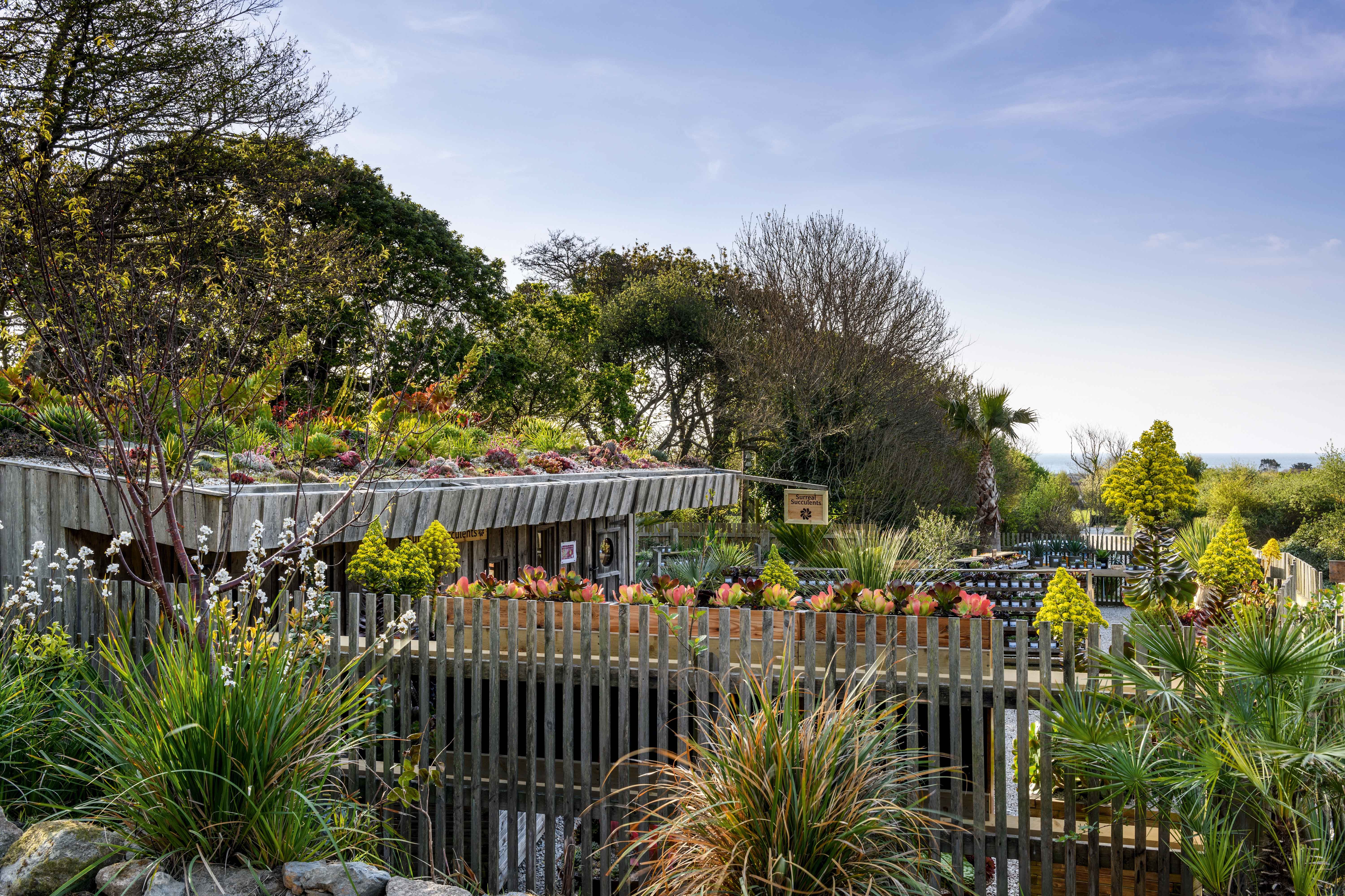 Surreal Succulents in Cornwall