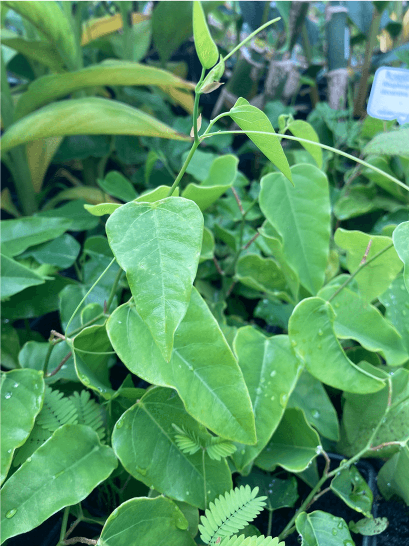 Botanico nursery plant