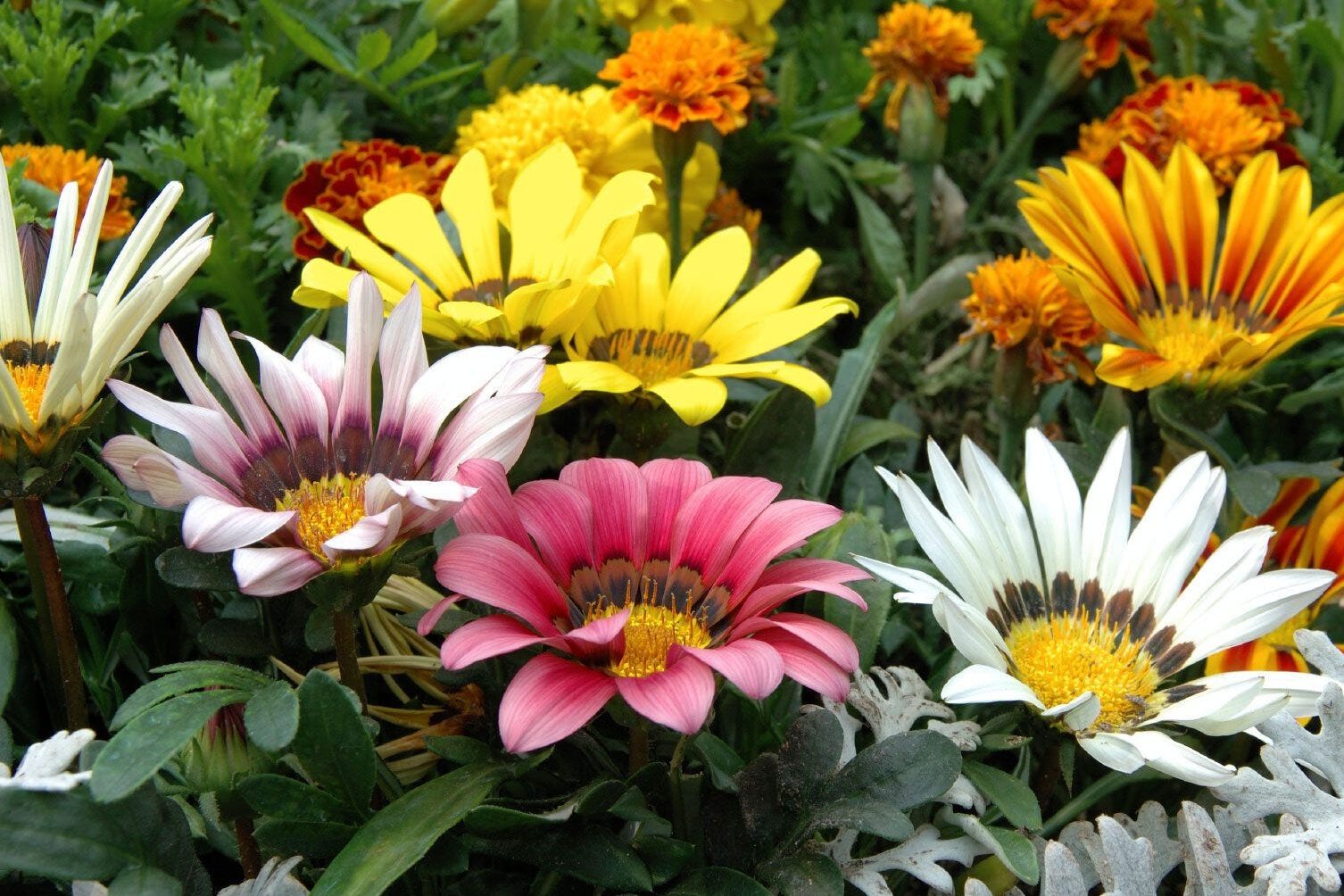 Gardening Direct