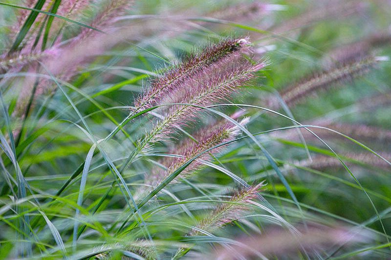 Pennisetum alopecuroides ‘Hameln’ Purple-tinged flowers work well with other autumn colours. Full sun, good drainage. 1m. AGM. RHS H3, USDA 5a-9b.