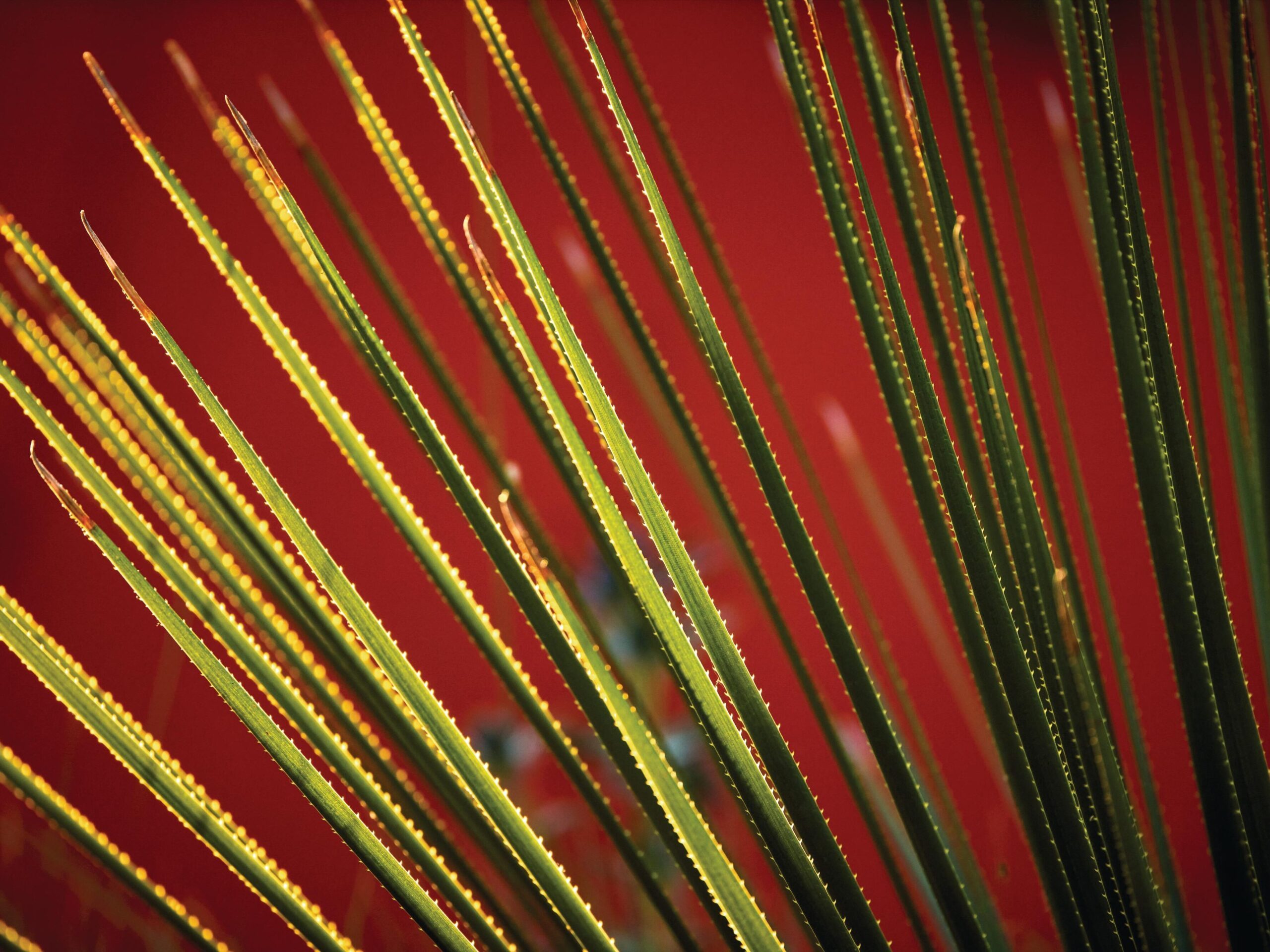 Dasylirion acrotrichum