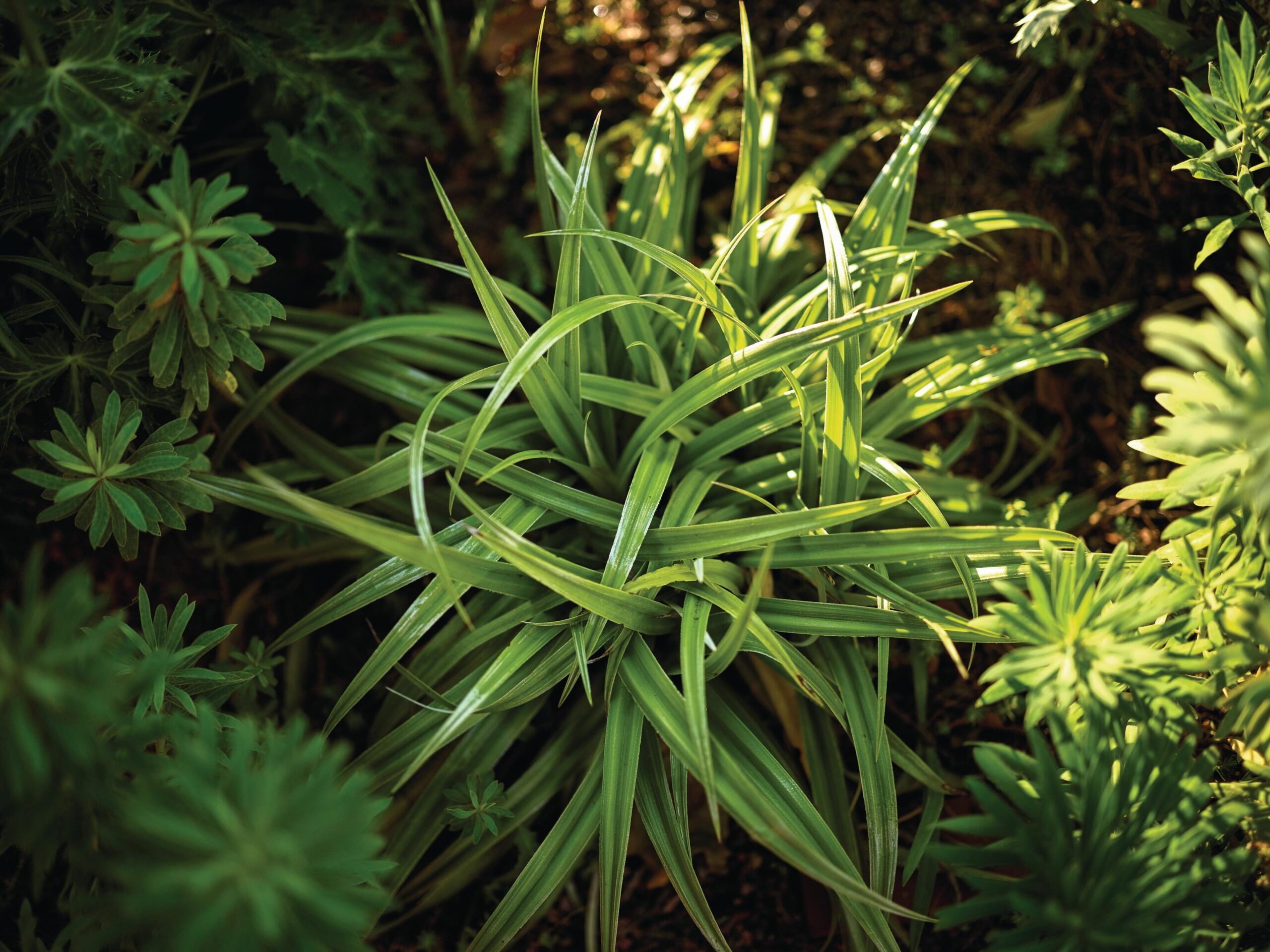 Astelia chathamica