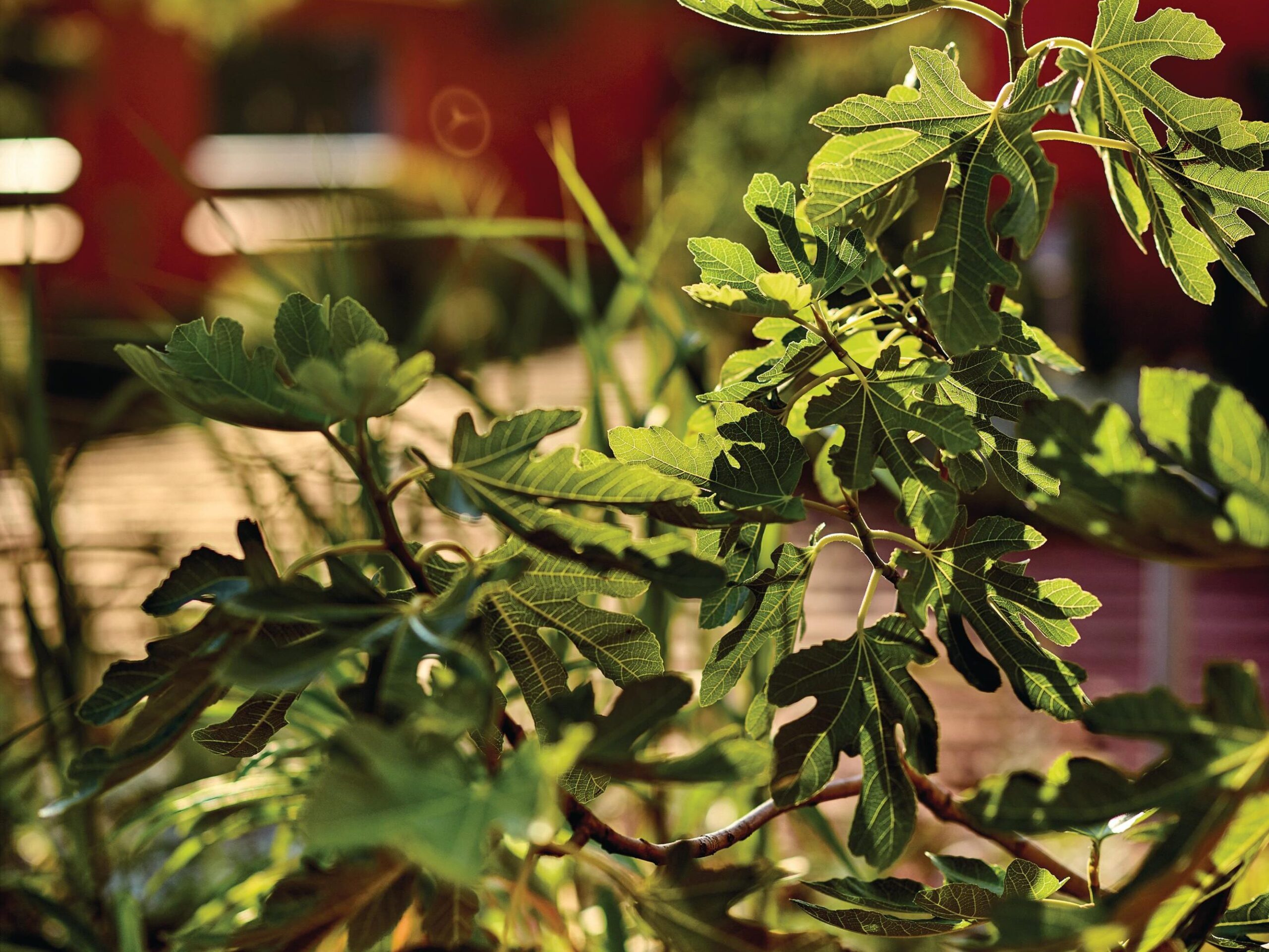 Ficus carica