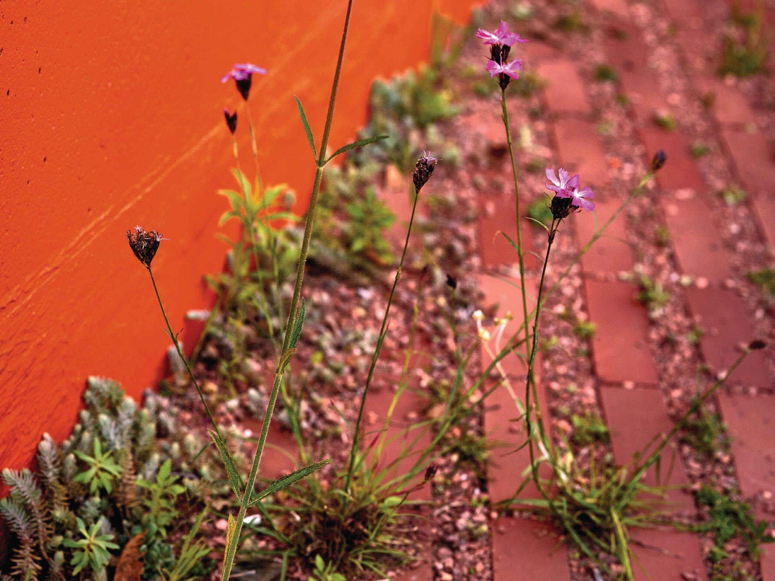 Dianthus carthusianorum