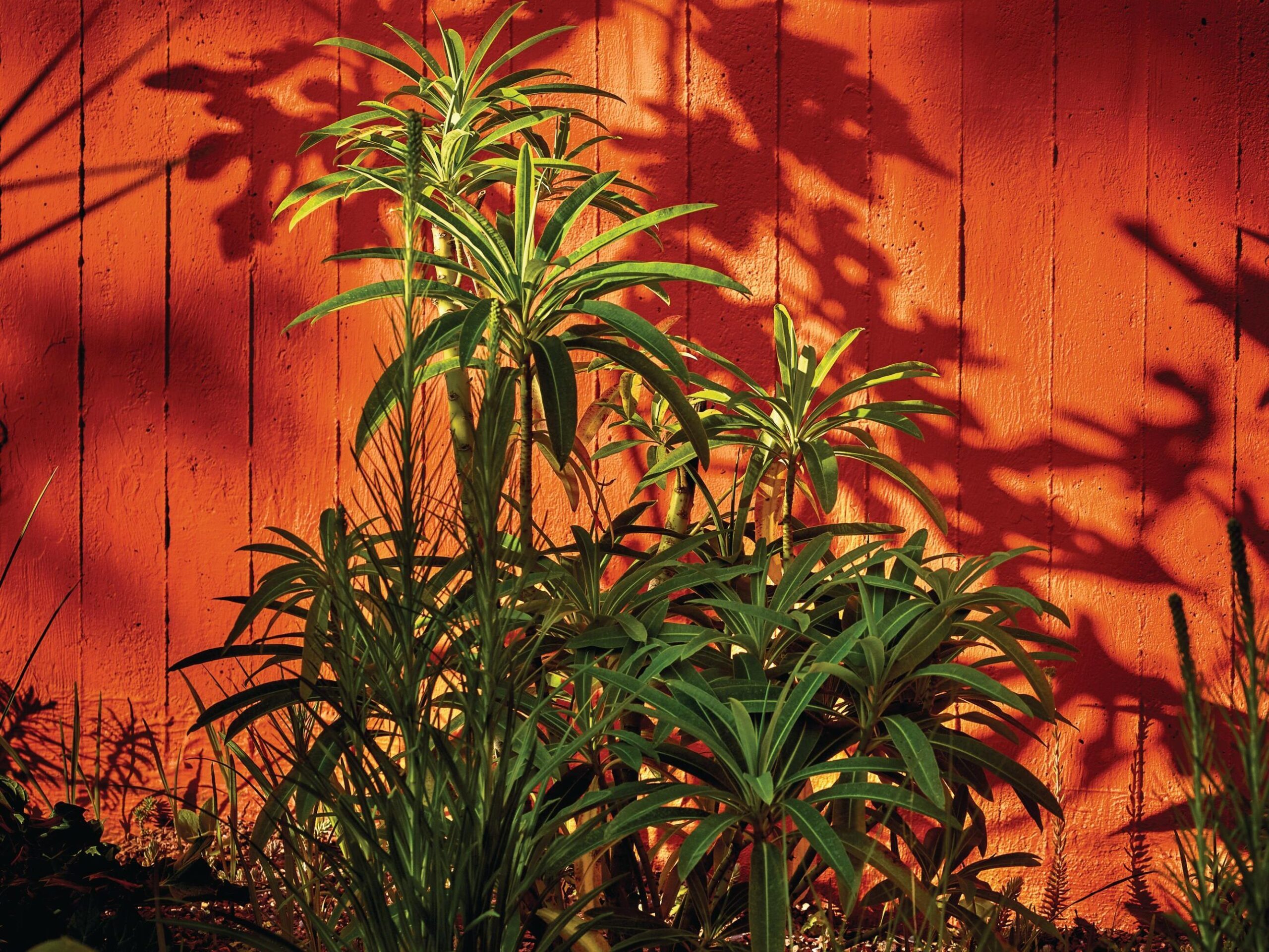 Euphorbia mellifera